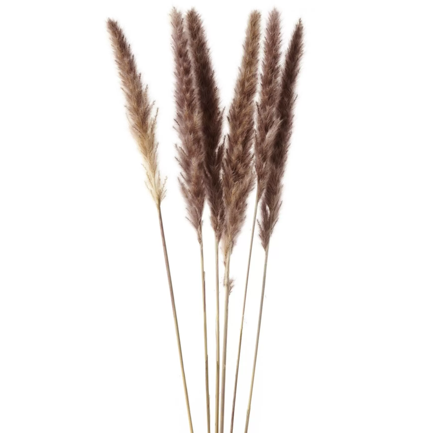 Dried Stems & Flowers*Gift Craft Brown Feathers Steams - 28"