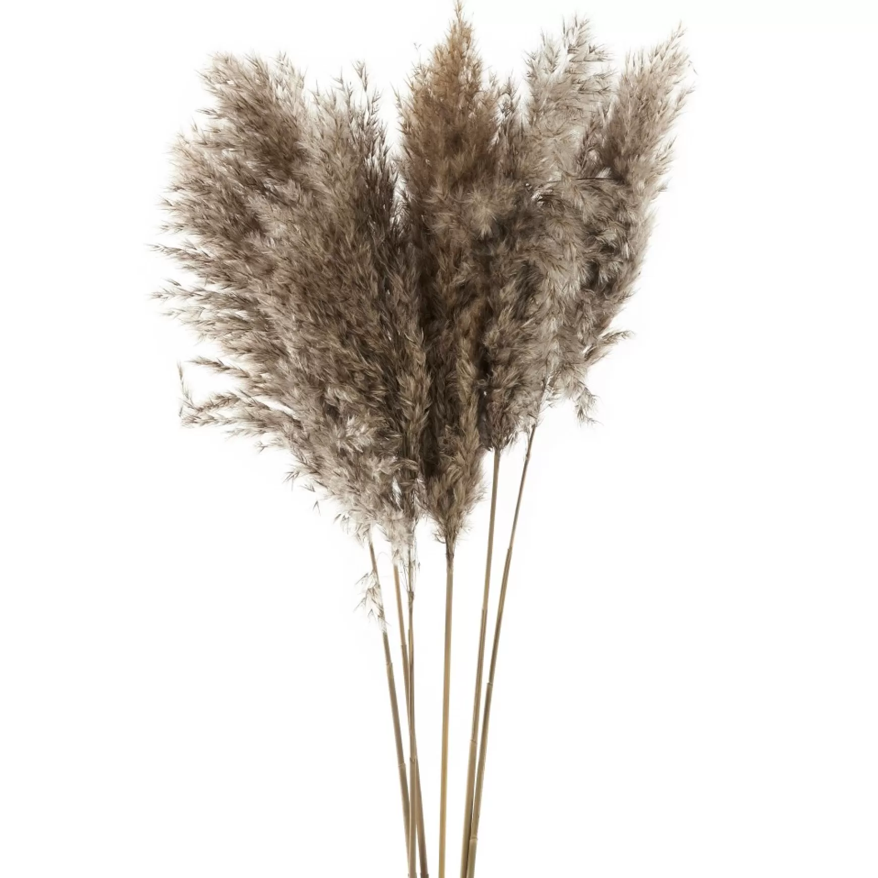 Dried Stems & Flowers*Gift Craft Brown Pampas Branches - 38"