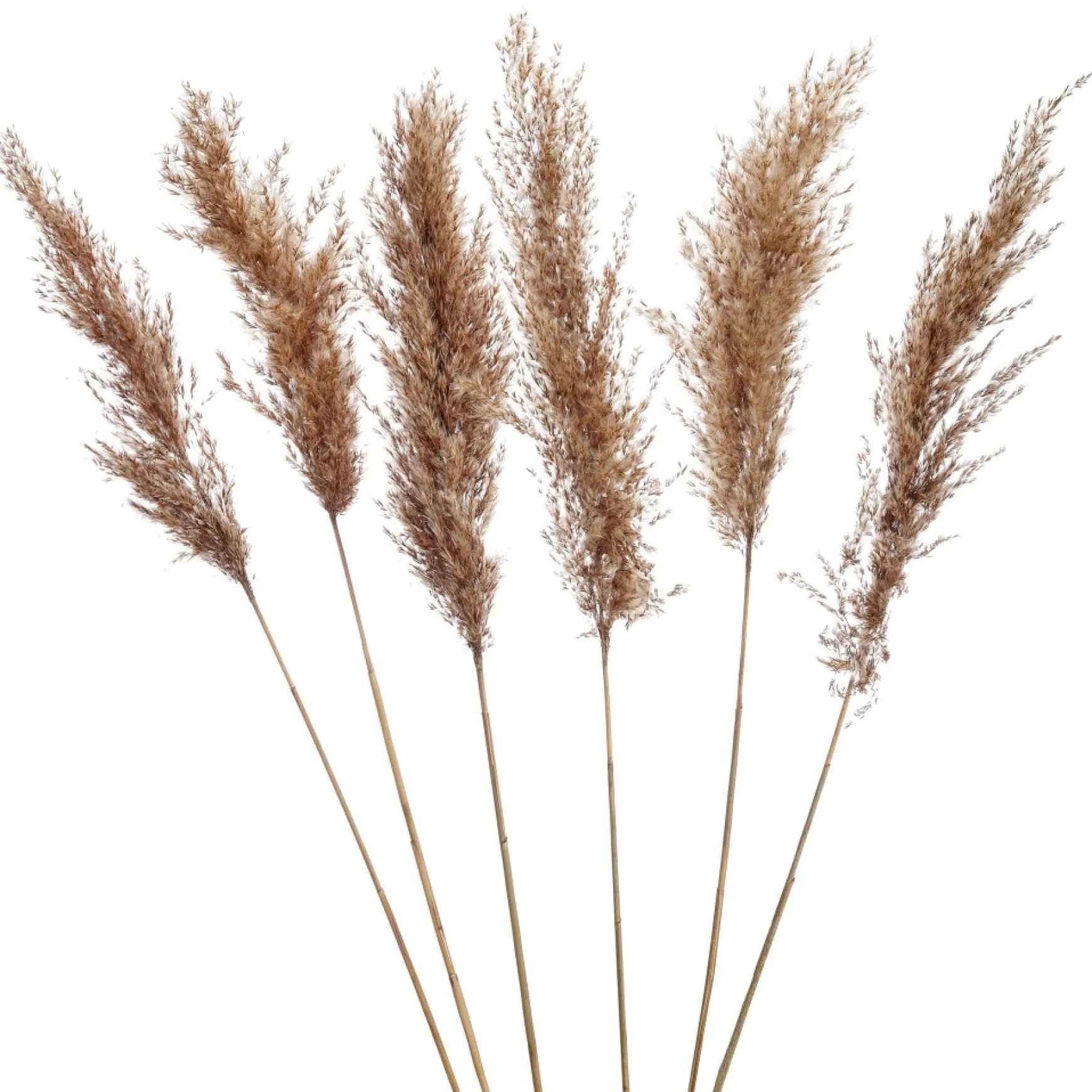 Dried Stems & Flowers*Gift Craft Brown Pampas Steams - 28"