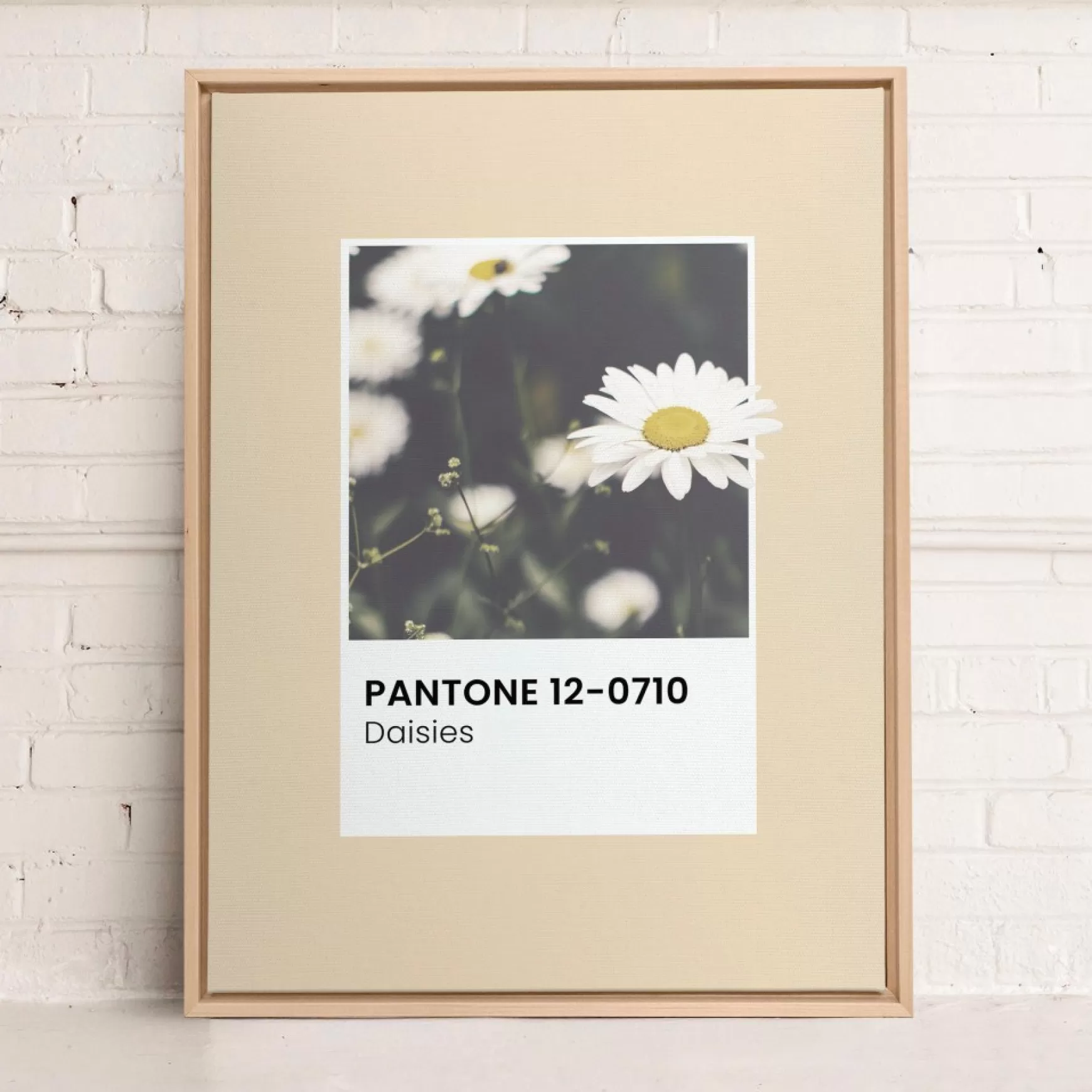 Canvases*Oleka Canvas Canvas - Daisies