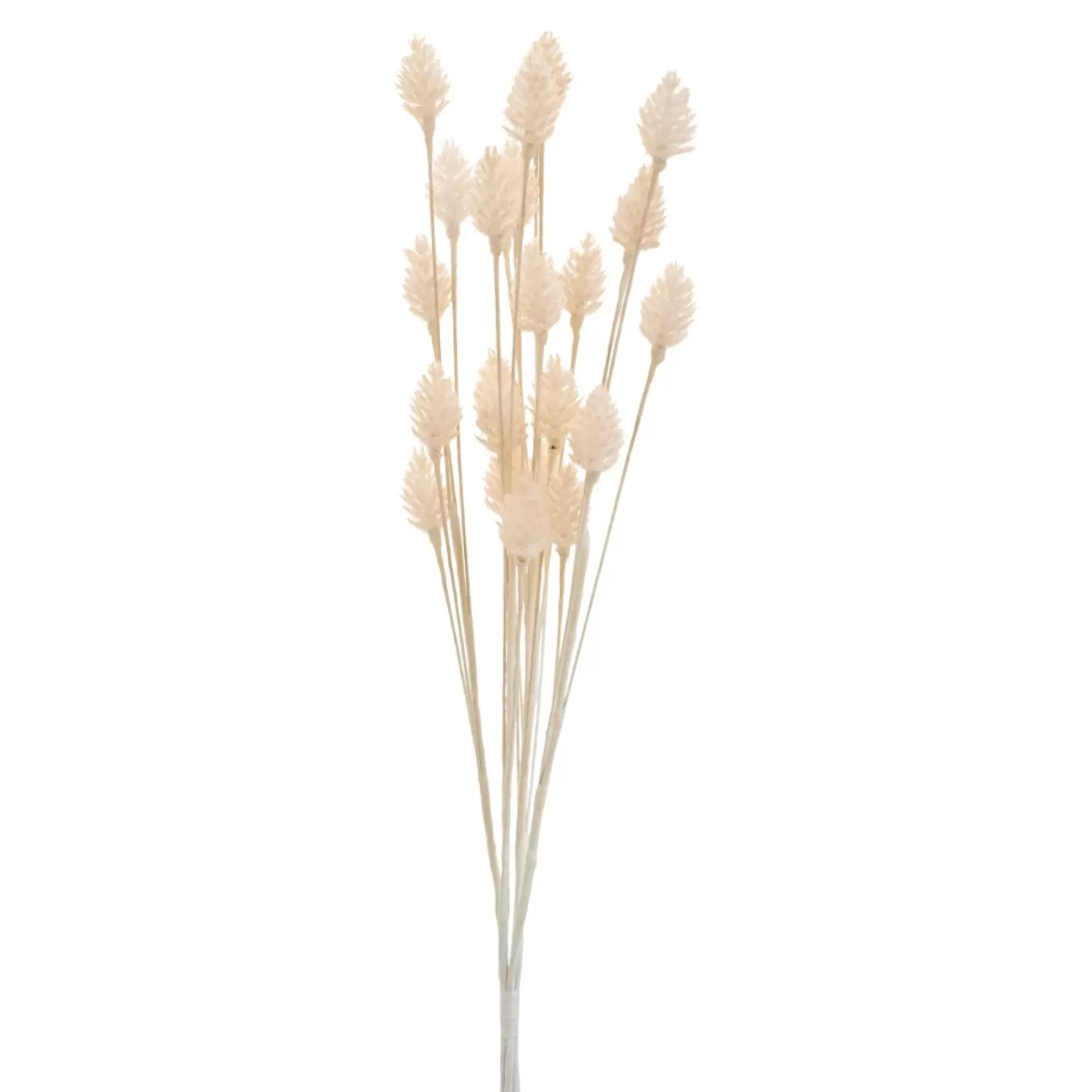 Dried Stems & Flowers*Group ADV Cone Male - Cream