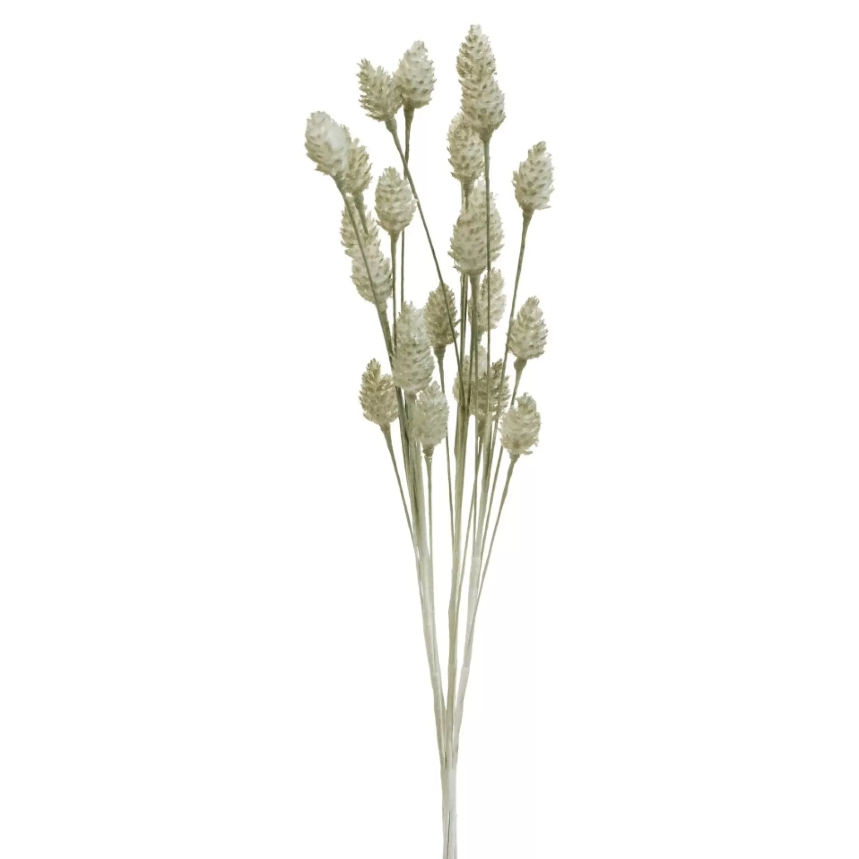 Dried Stems & Flowers*Group ADV Cone Male - Grey