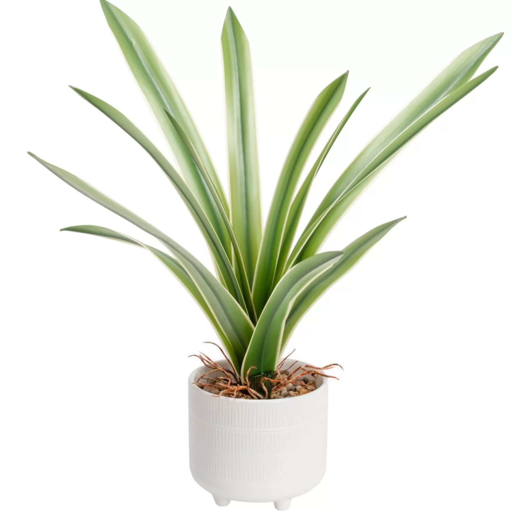 Arrangements*Torre Tagus Cymbidium Leaf Plant - Riviera Pot