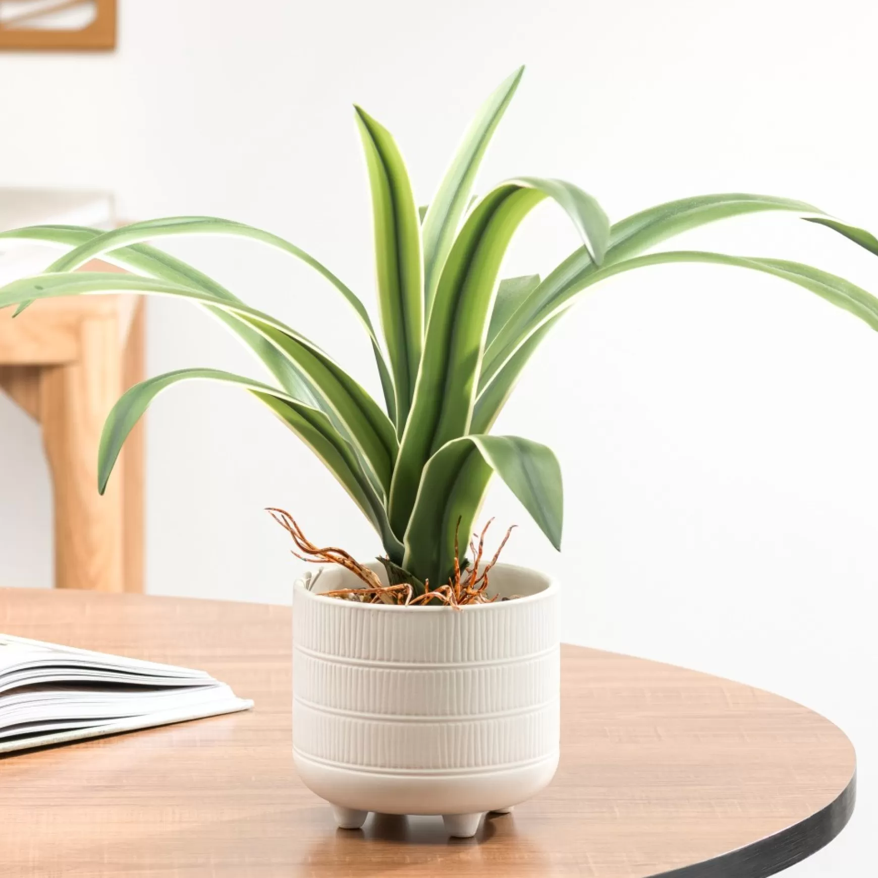 Arrangements*Torre Tagus Cymbidium Leaf Plant - Riviera Pot