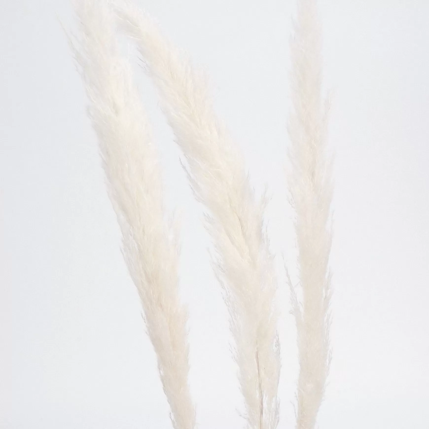 Dried Stems & Flowers*Botanico Dried Pampa Branches - 45"