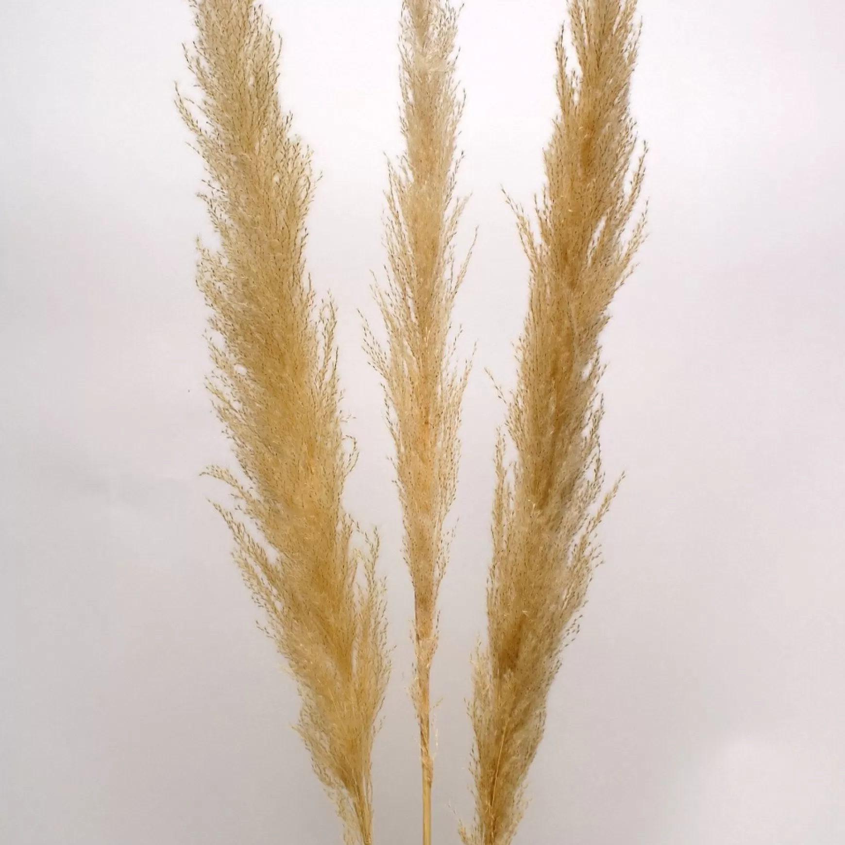 Dried Stems & Flowers*Botanico Dried Pampa Branches - 45"