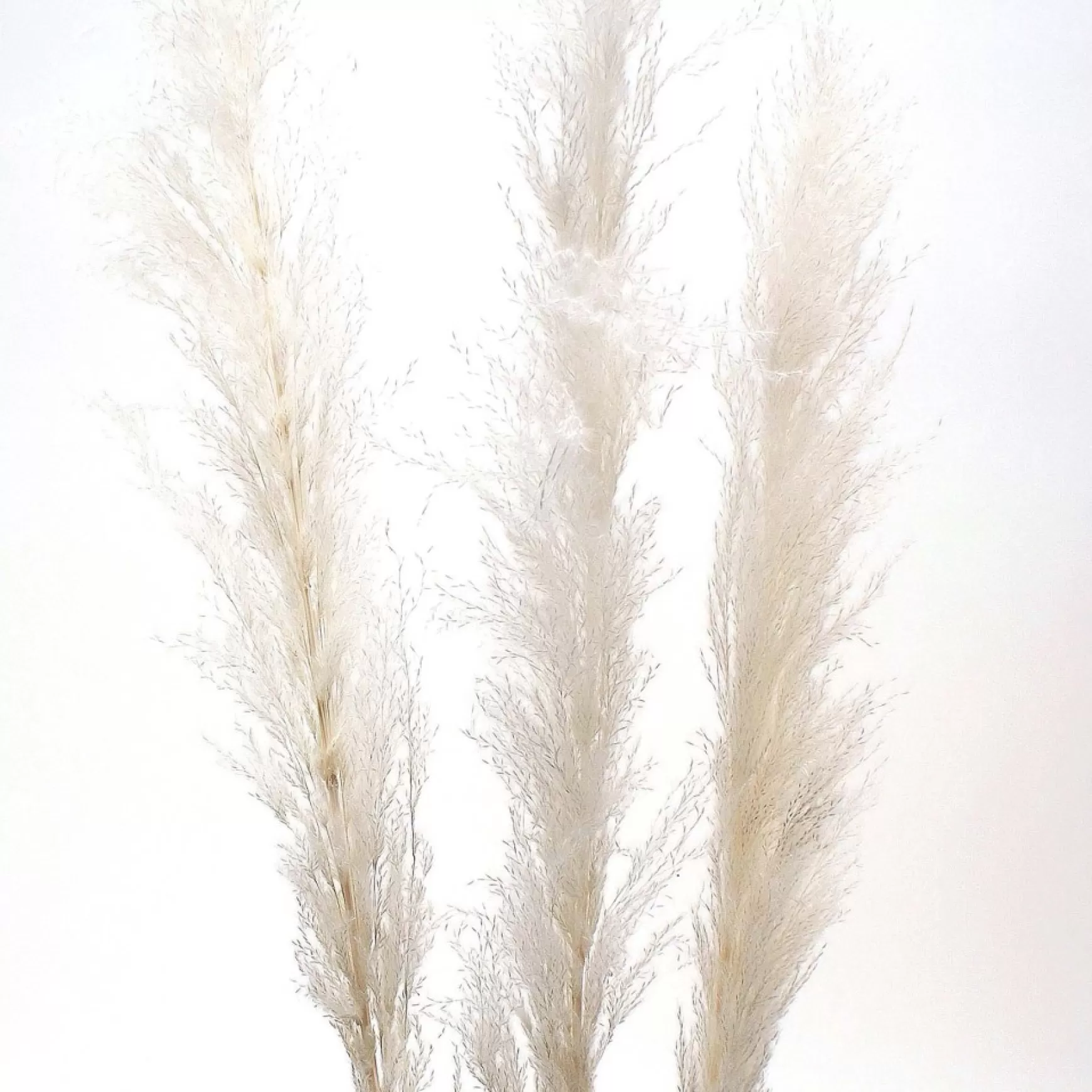 Dried Stems & Flowers*Botanico Dried Pampa Branches - 60"
