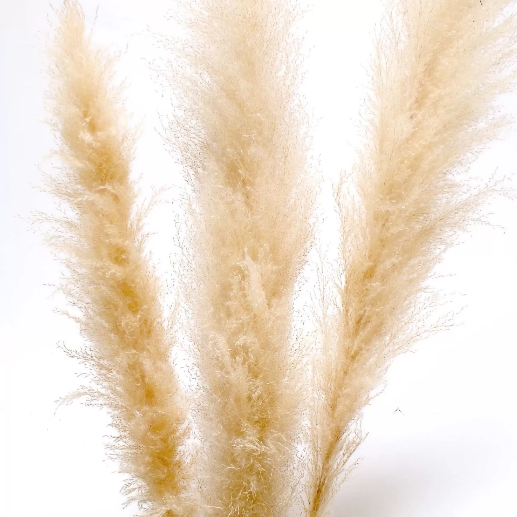 Dried Stems & Flowers*Botanico Dried Pampa Branches - 60"