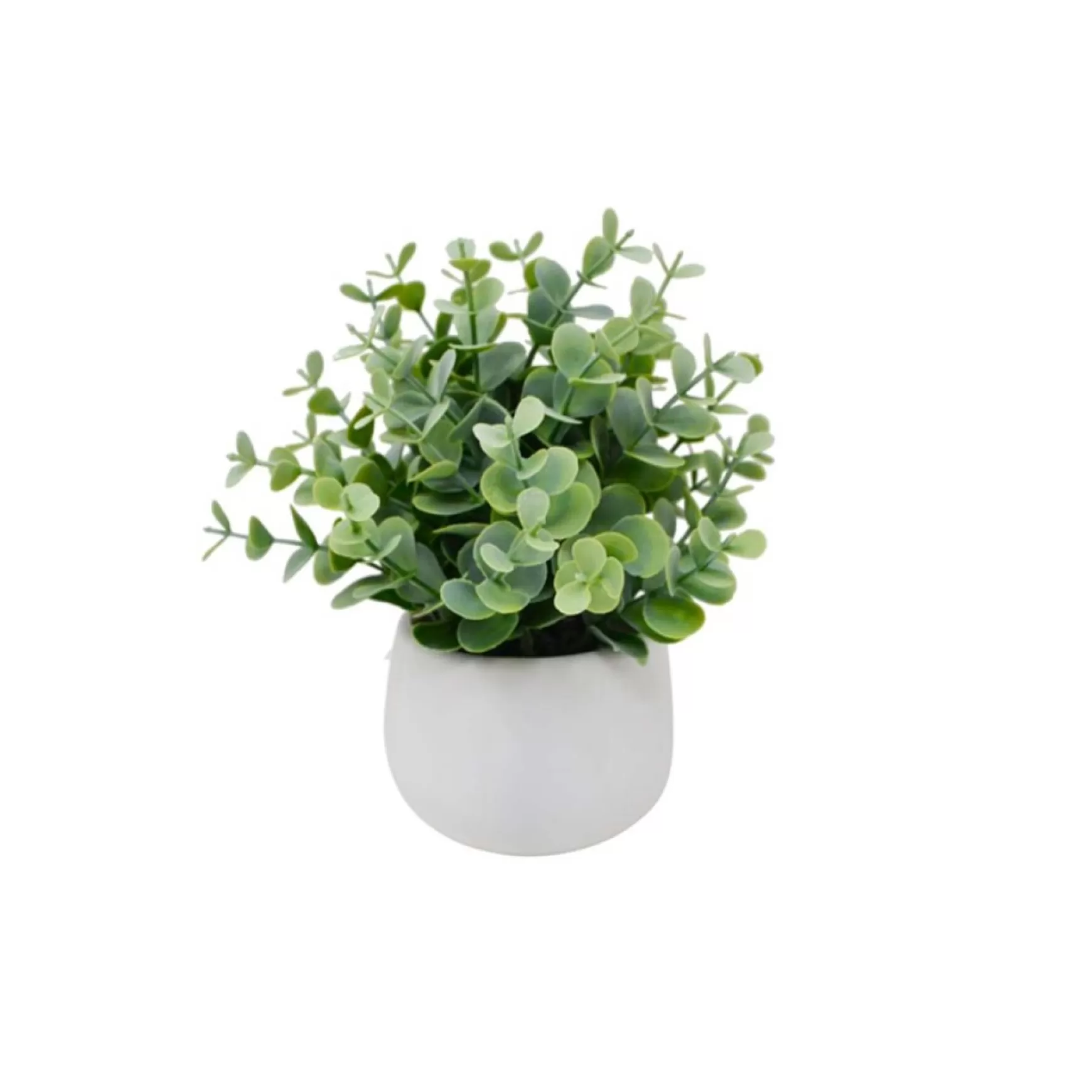Arrangements*Nostalgia Import Eucalyptus In Pot - White