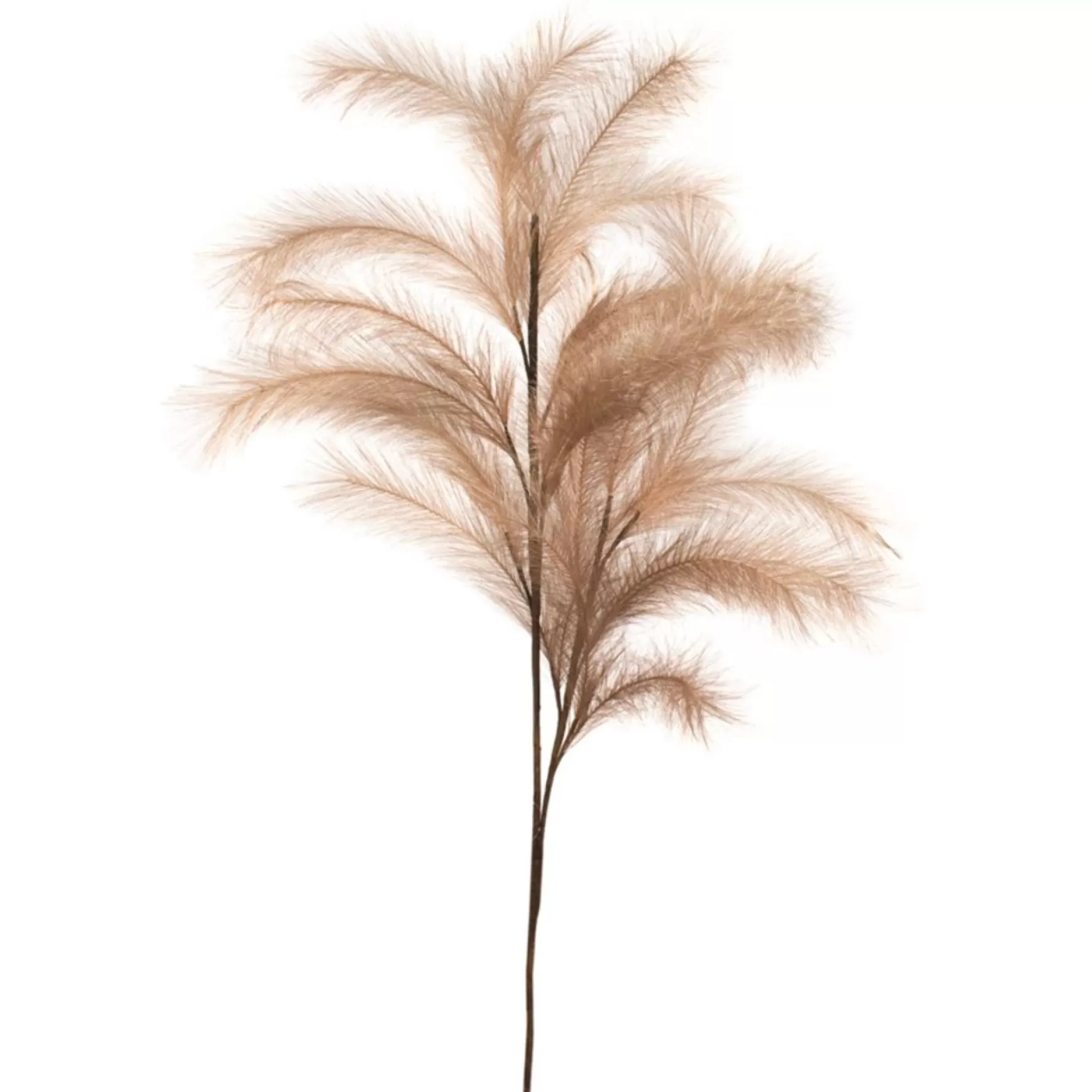 Dried Stems & Flowers*Attitudes Import Feather Stem - Natural