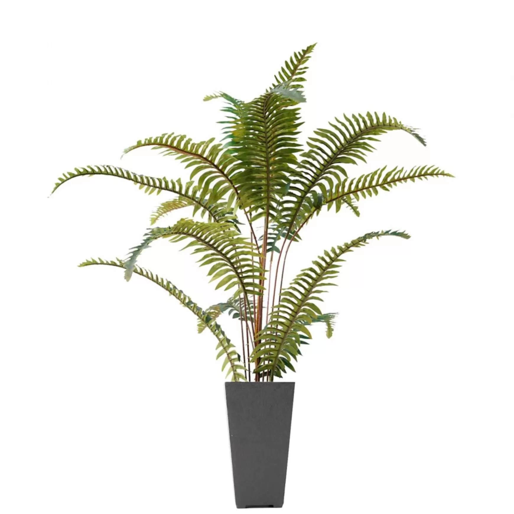 Arrangements*Nostalgia Import Fern In Large Pot - Grey