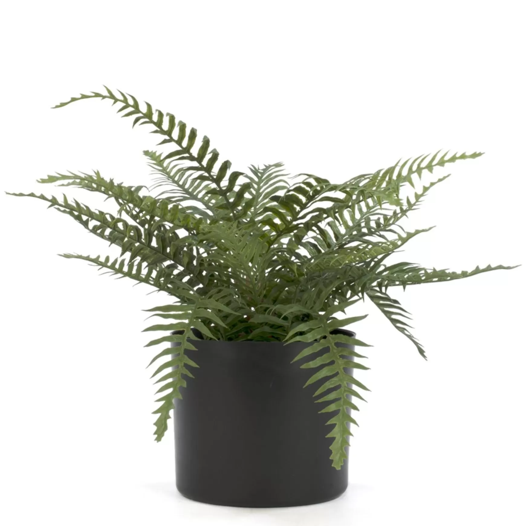 Arrangements*Attitudes Import 2 Fern In Pot