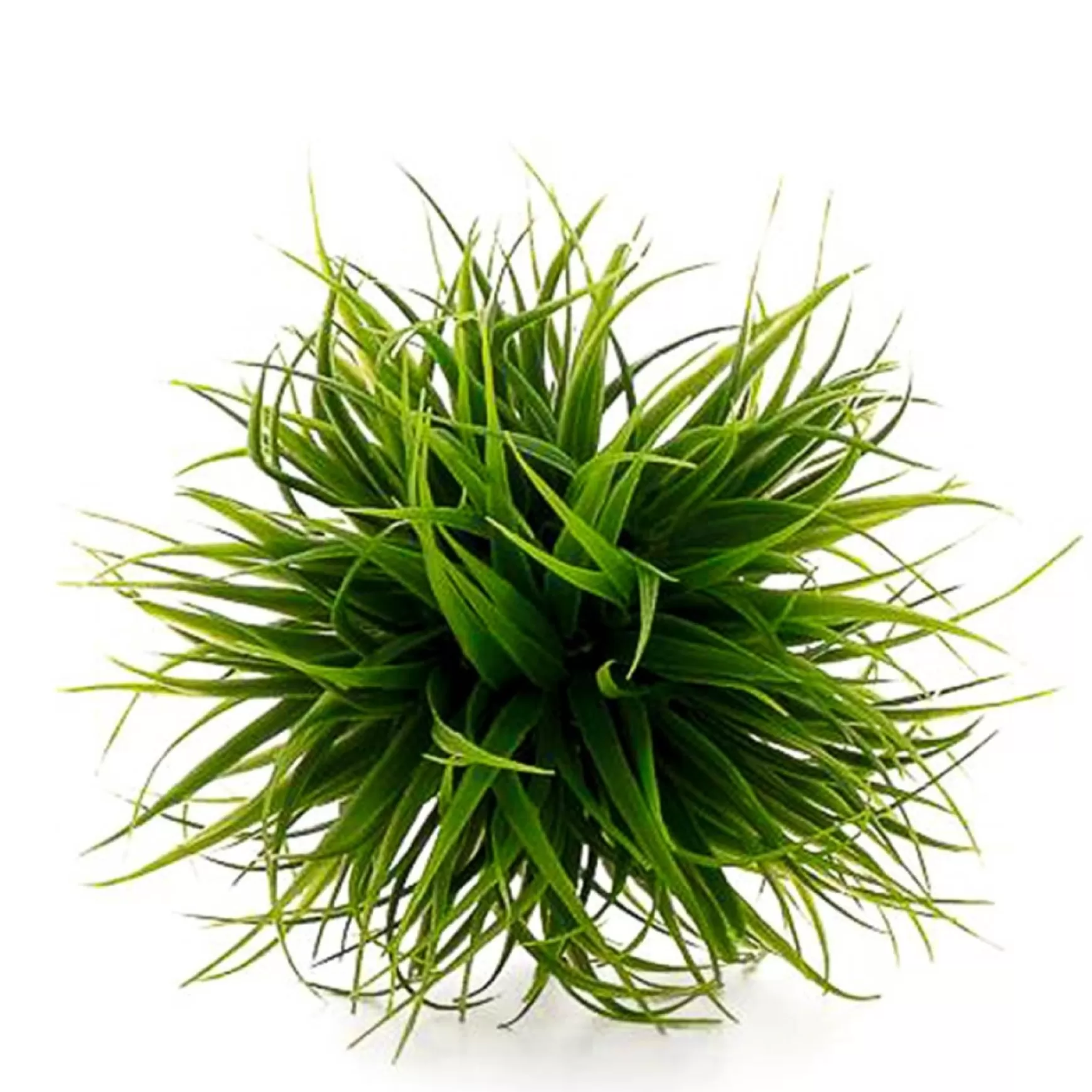 Greenery*Torre Tagus Grass Ball
