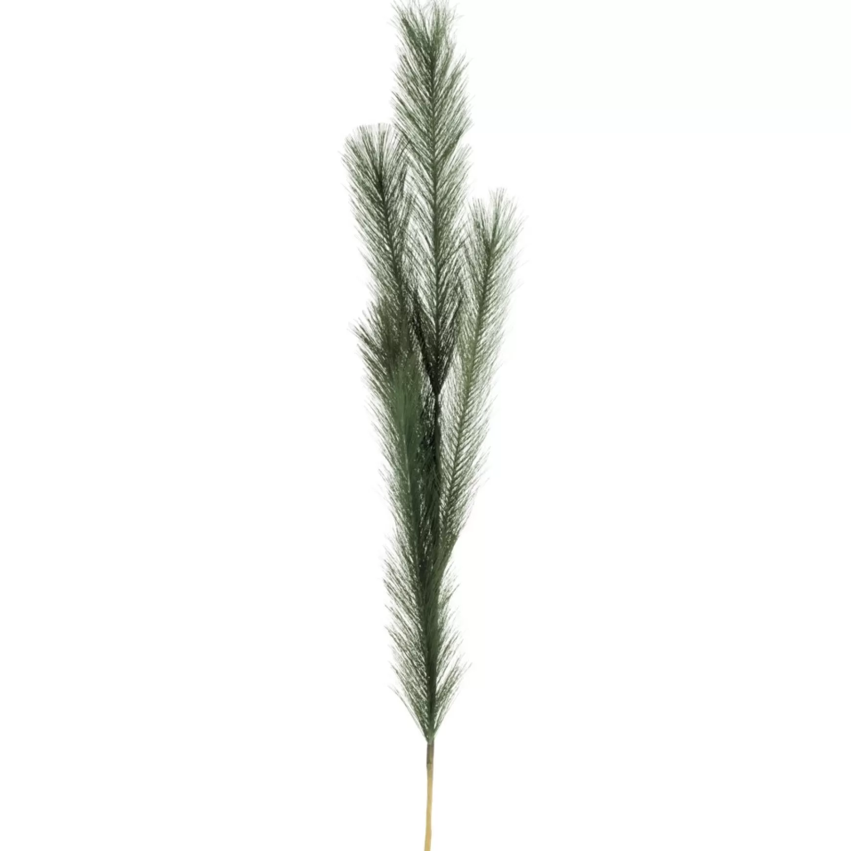 Dried Stems & Flowers*Attitudes Import Green Feather Stem