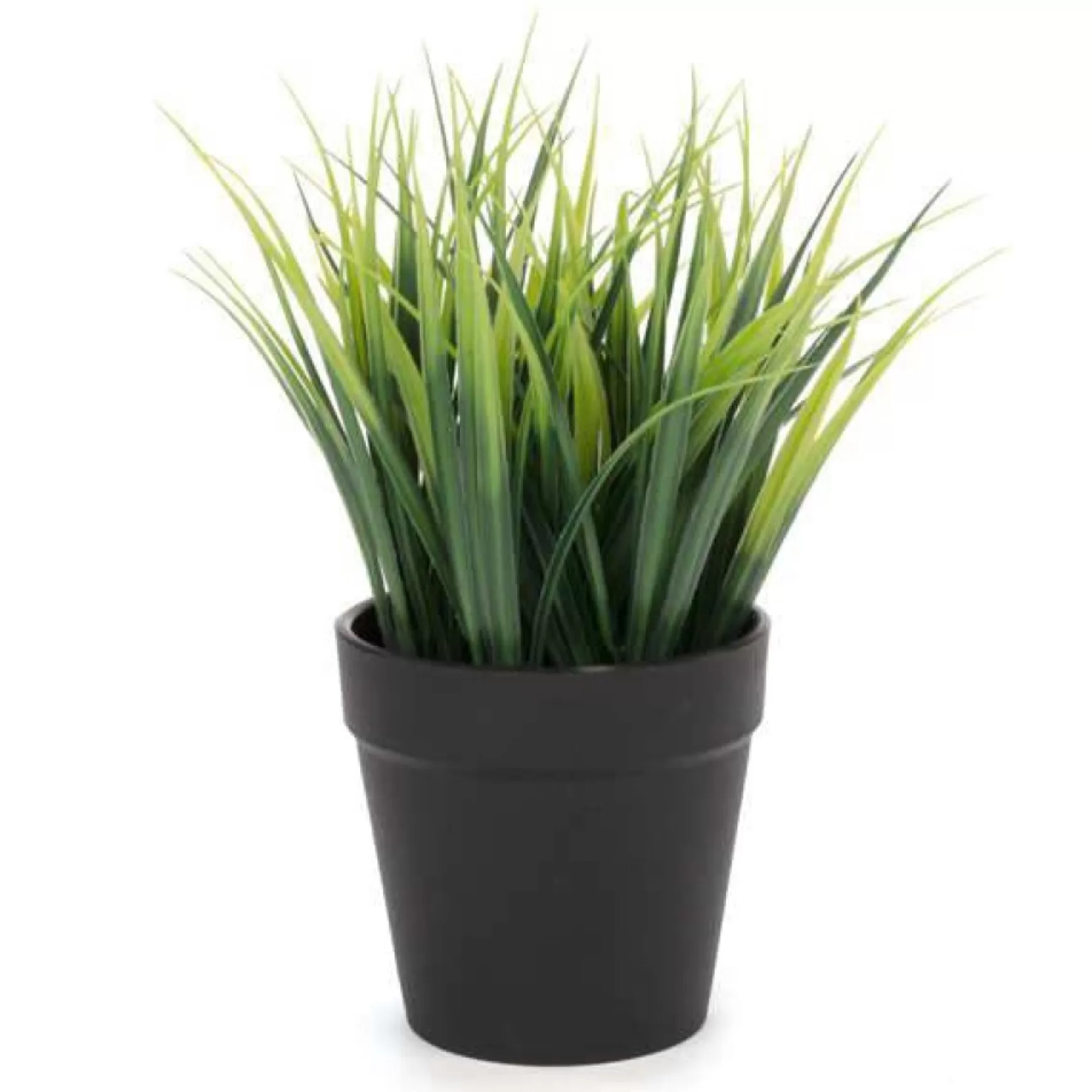 Arrangements*Attitudes Import 2 Green Plant In Pot