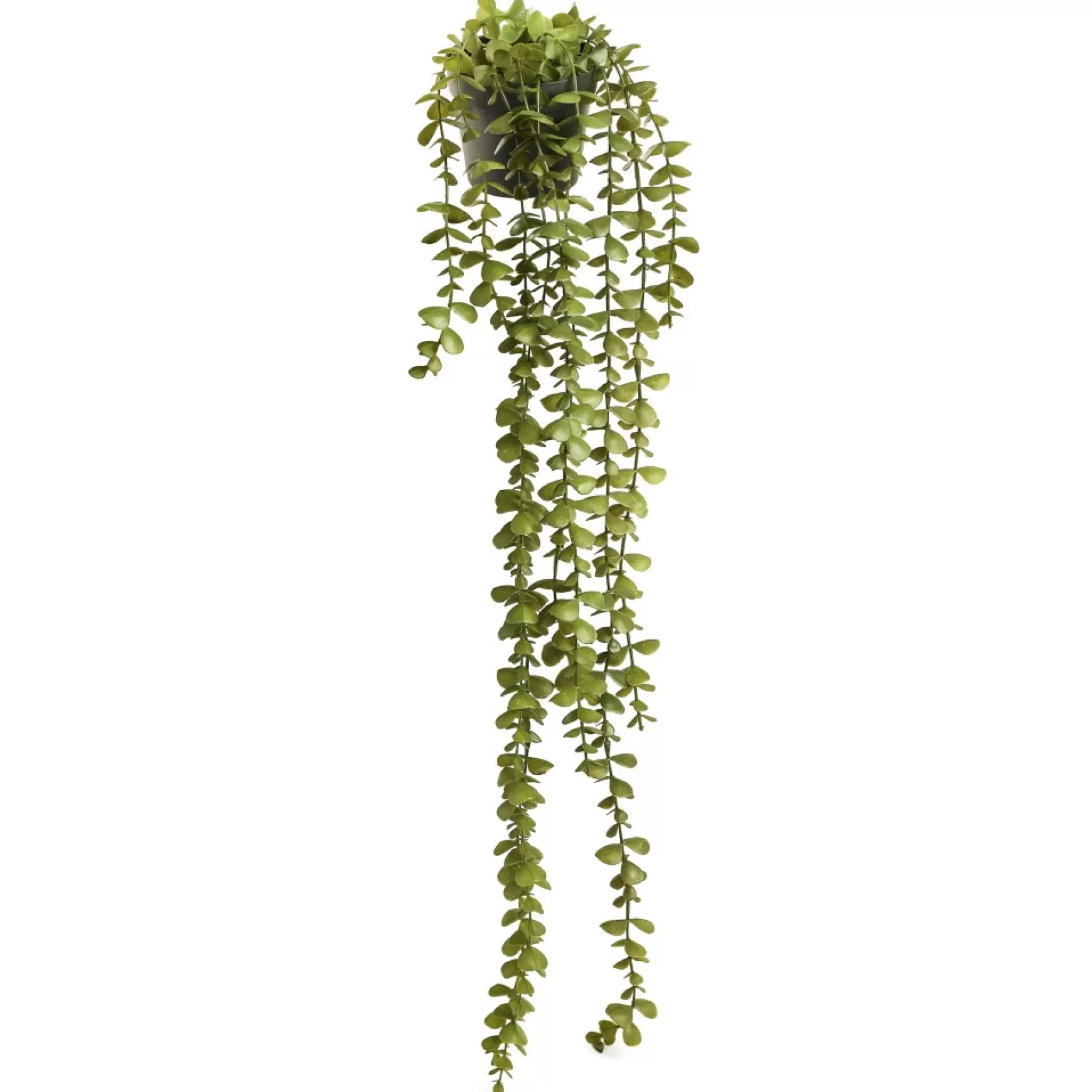 Arrangements*Pine Center Hanging Plant - Jade