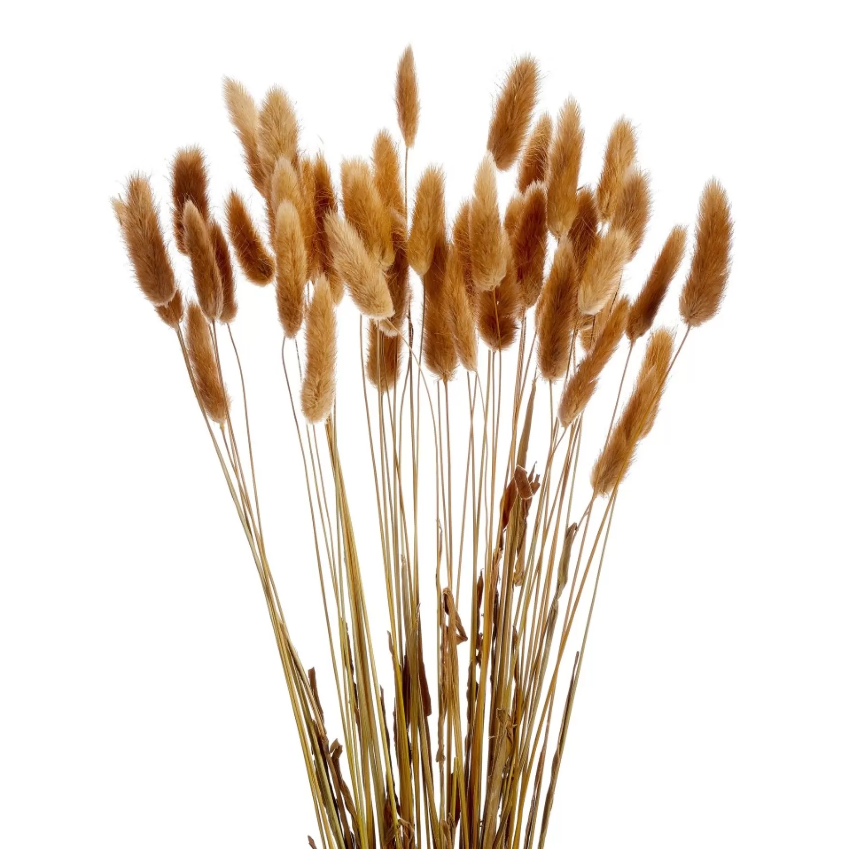 Dried Stems & Flowers*Gift Craft Lagurus Stem Bundle - Brown