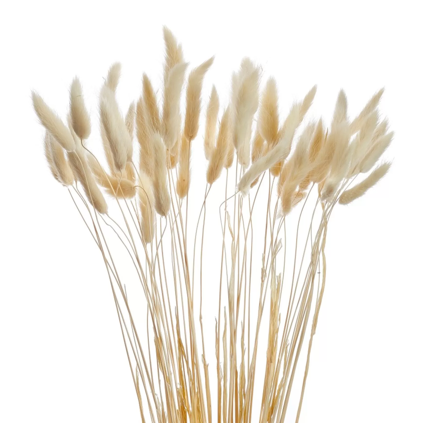 Dried Stems & Flowers*Gift Craft Lagurus Stem Bundle - White