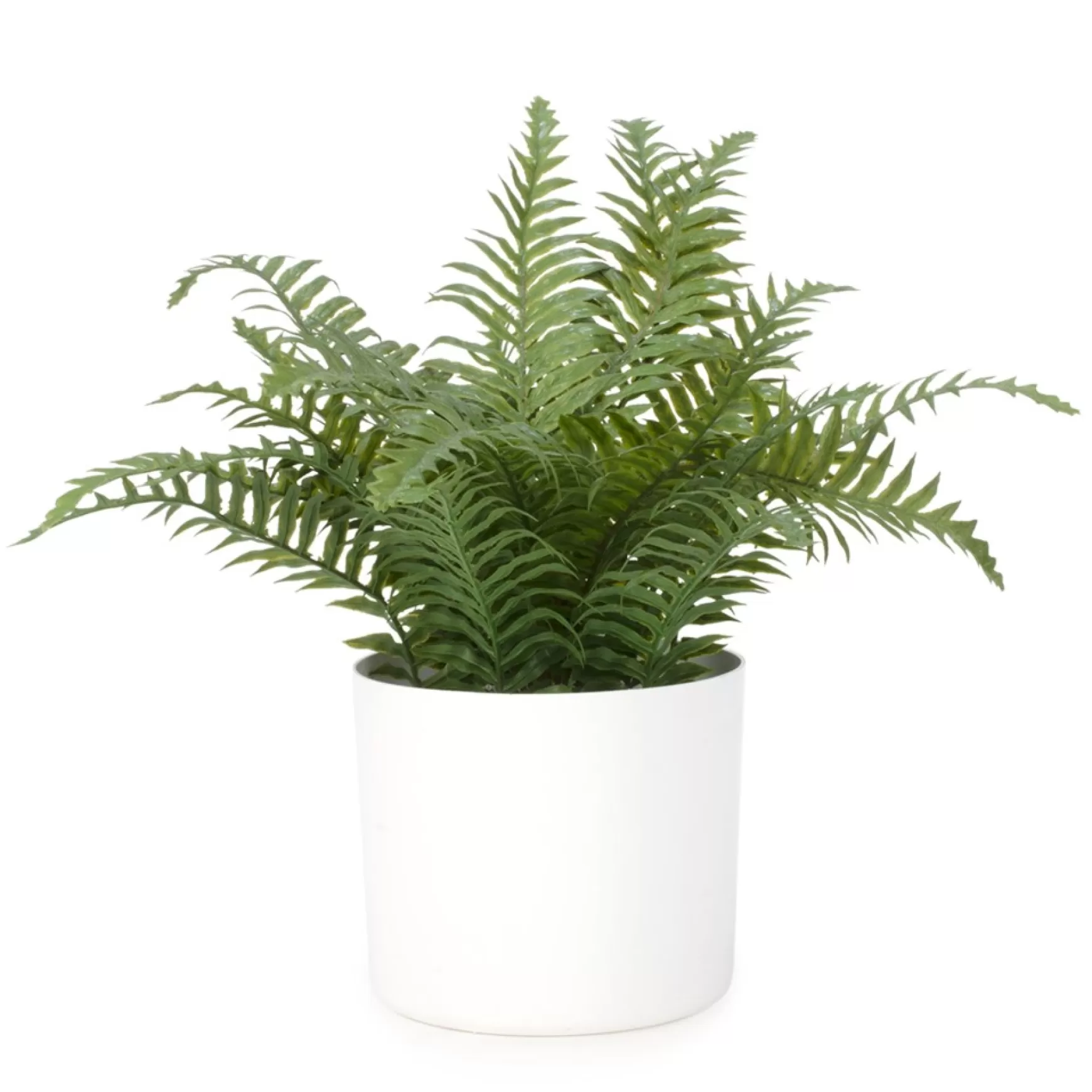 Arrangements*Attitudes Import 2 Large Fern In White Pot