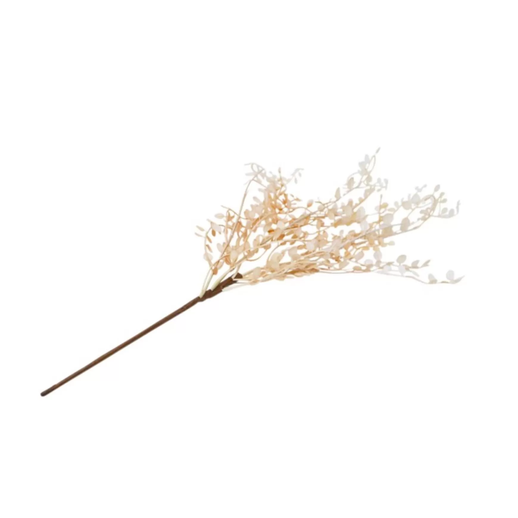 Dried Stems & Flowers*Nostalgia Import Muehlenbeckia Branch