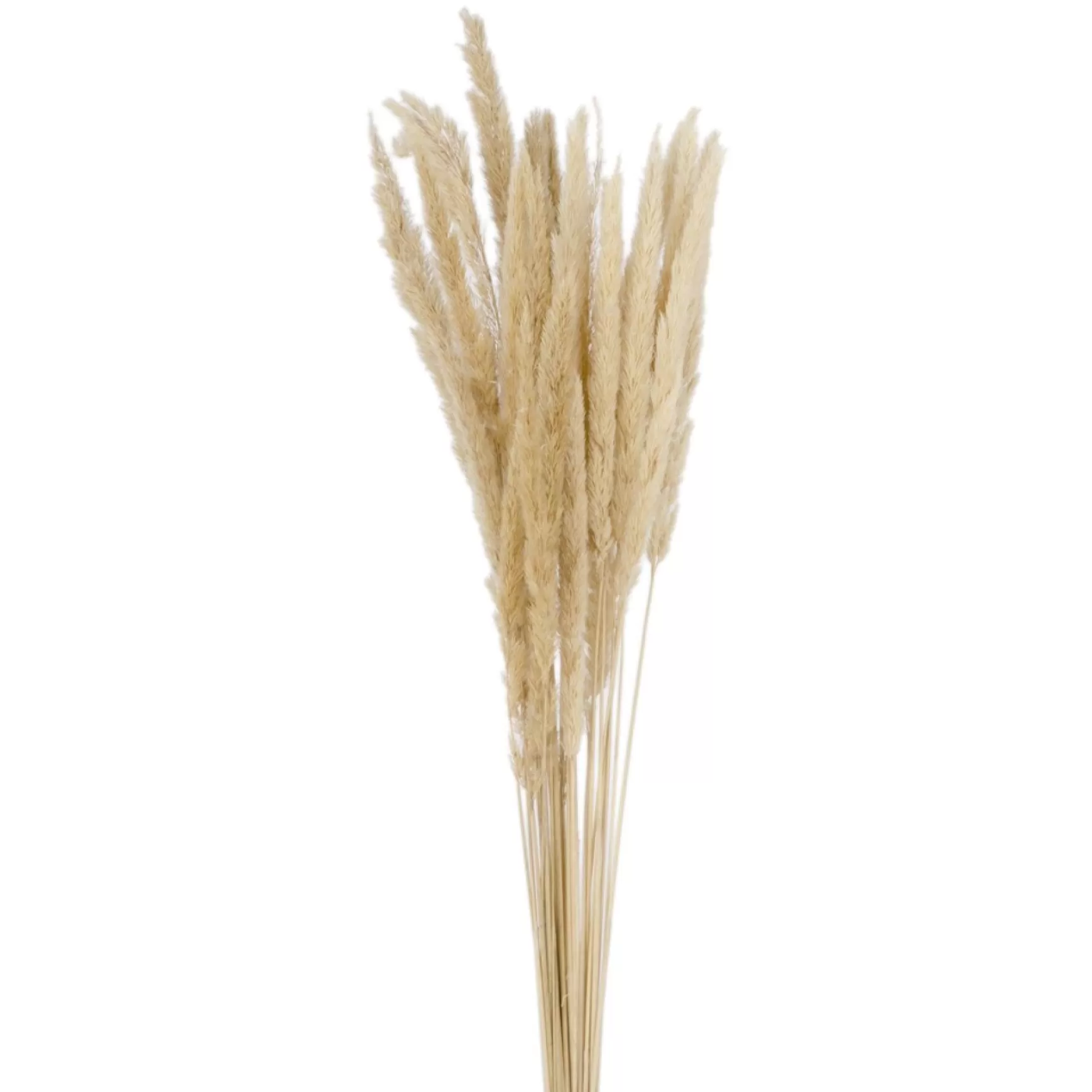Dried Stems & Flowers*Attitudes Import 2 Natural Pampas Bouquet