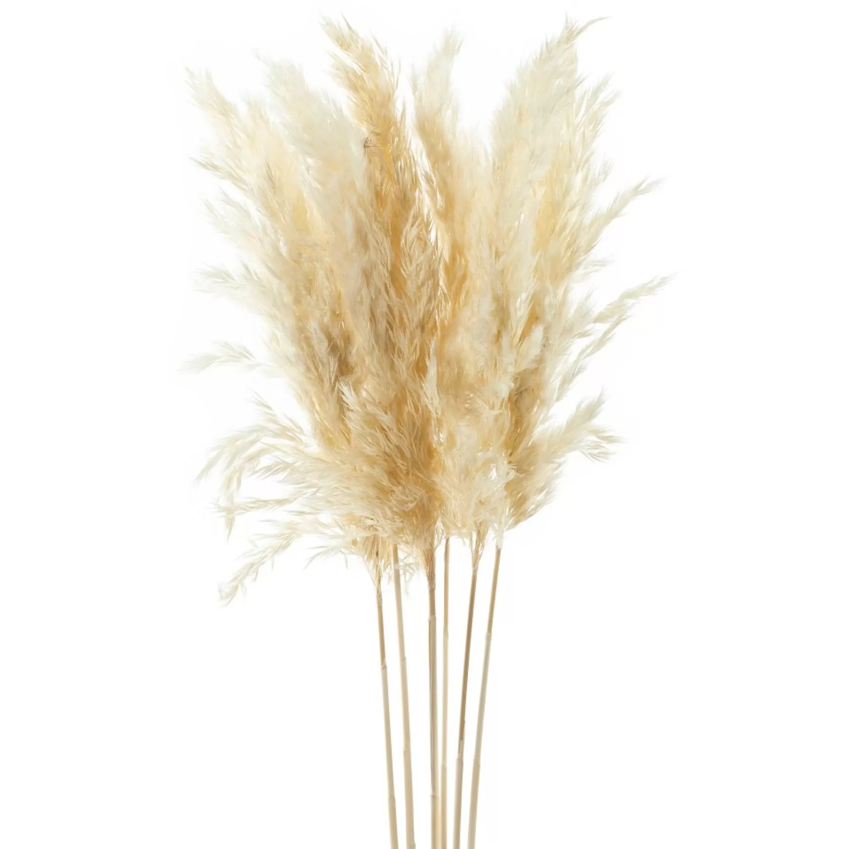 Dried Stems & Flowers*Gift Craft Natural Pampas Branches - 38"