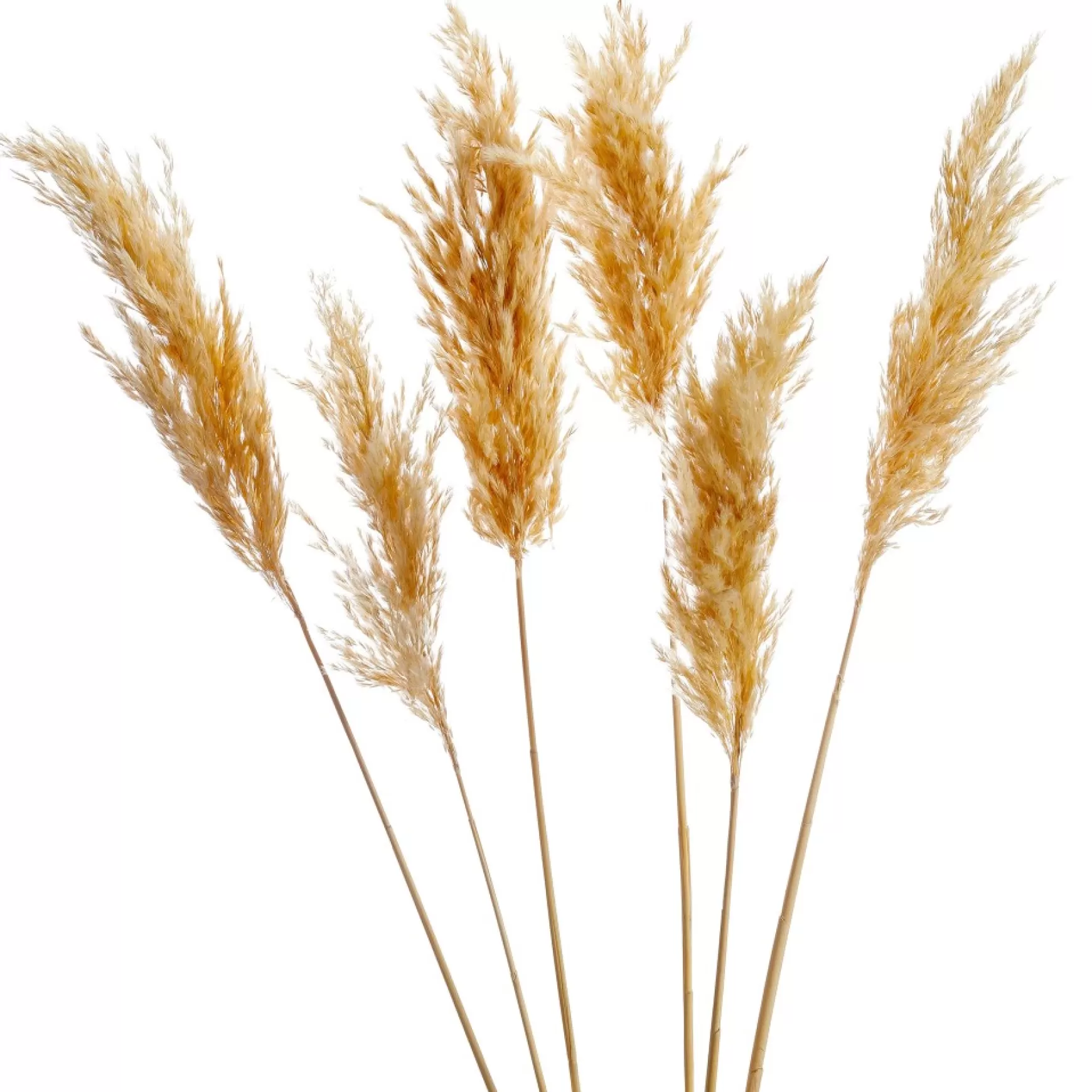 Dried Stems & Flowers*Gift Craft Natural Pampas Steams - 28"