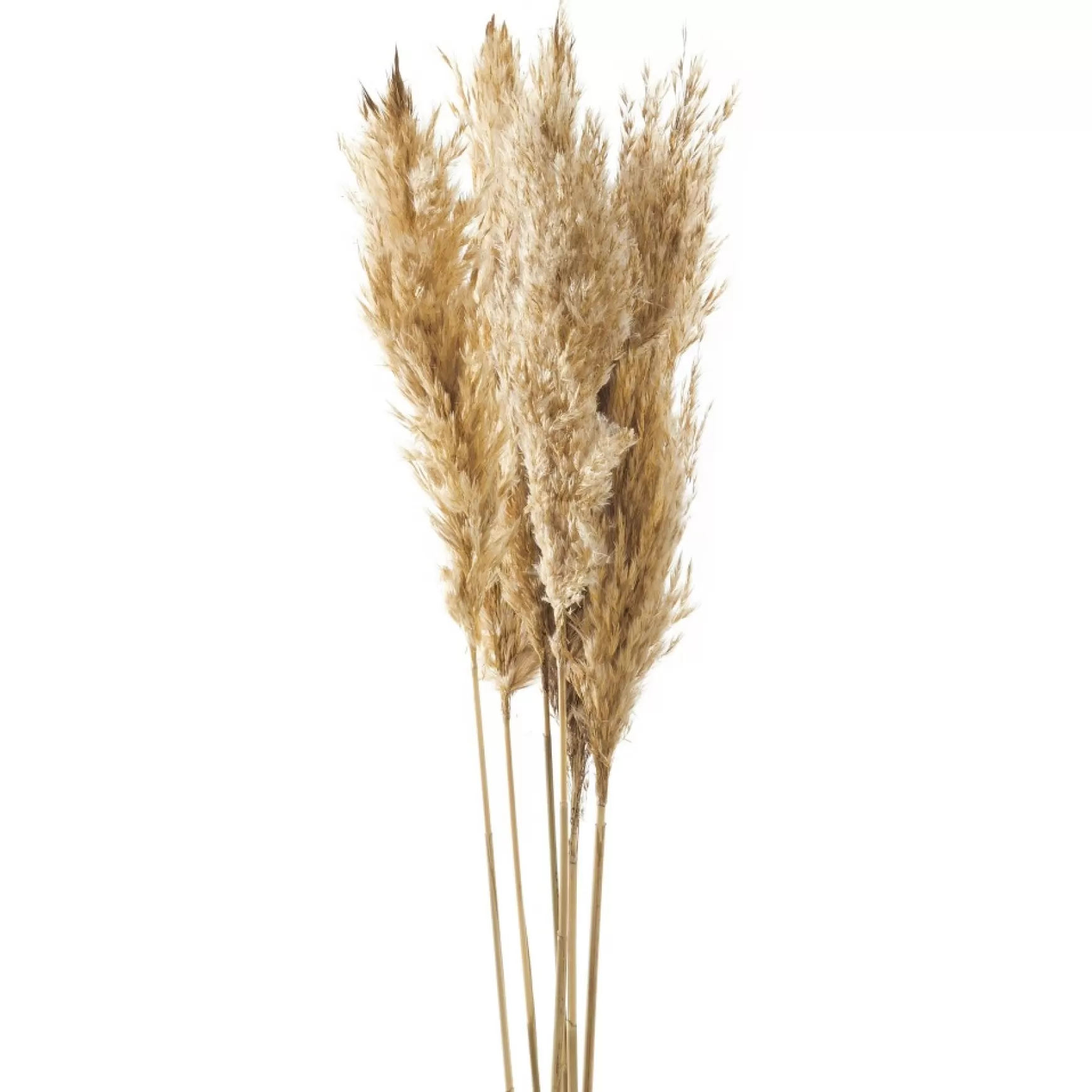 Dried Stems & Flowers*Gift Craft Natural Pampas Steams - 38"