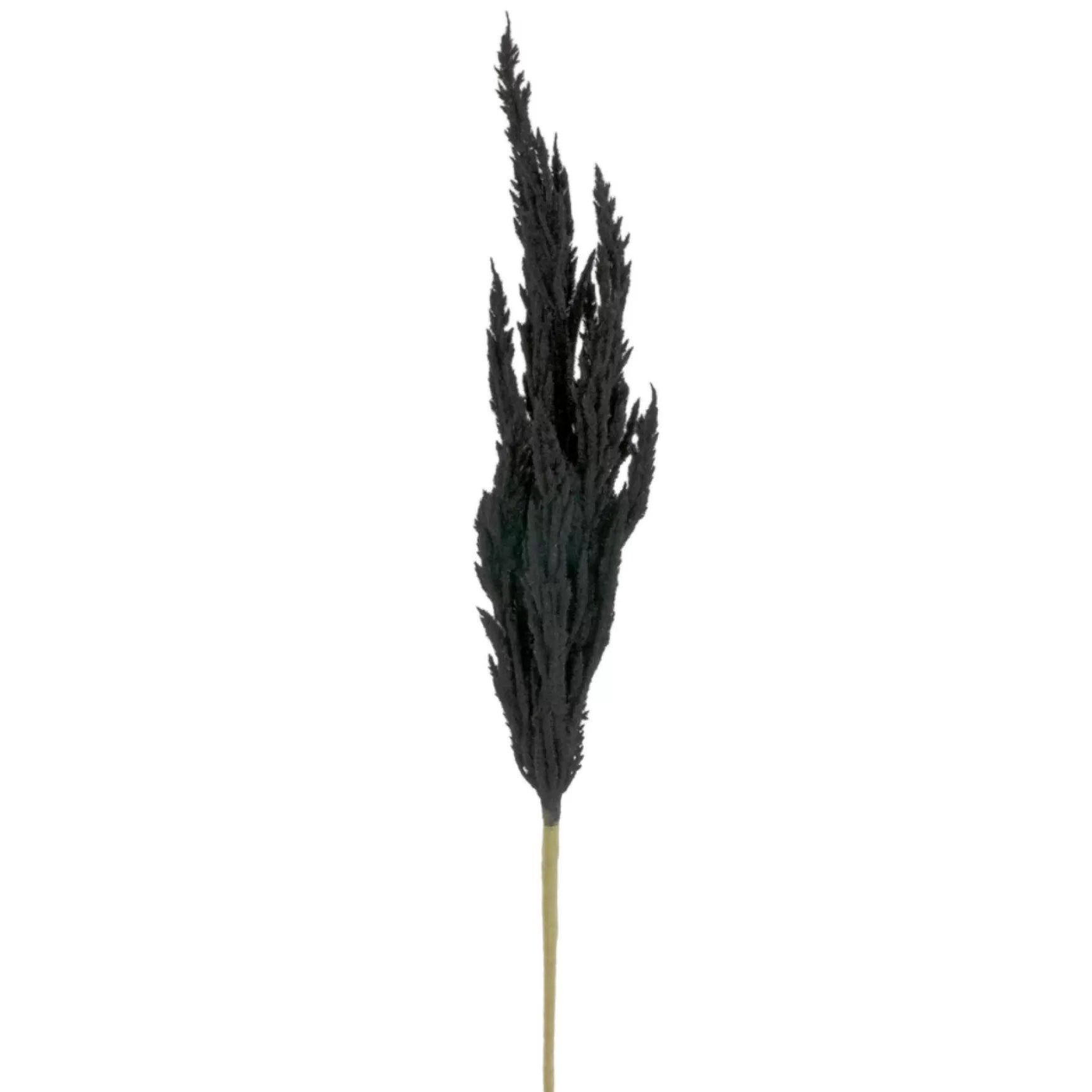 Dried Stems & Flowers*Attitudes Import 2 Pampa Stem - Black