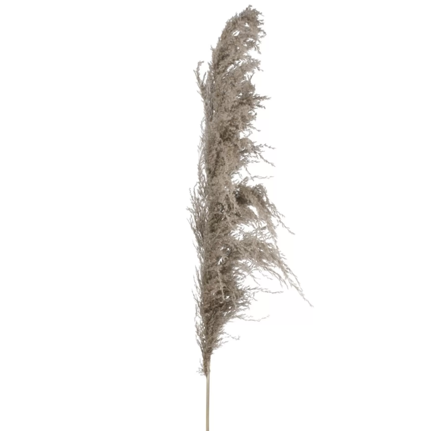 Dried Stems & Flowers*Attitudes Import Pampa Stem - Dark