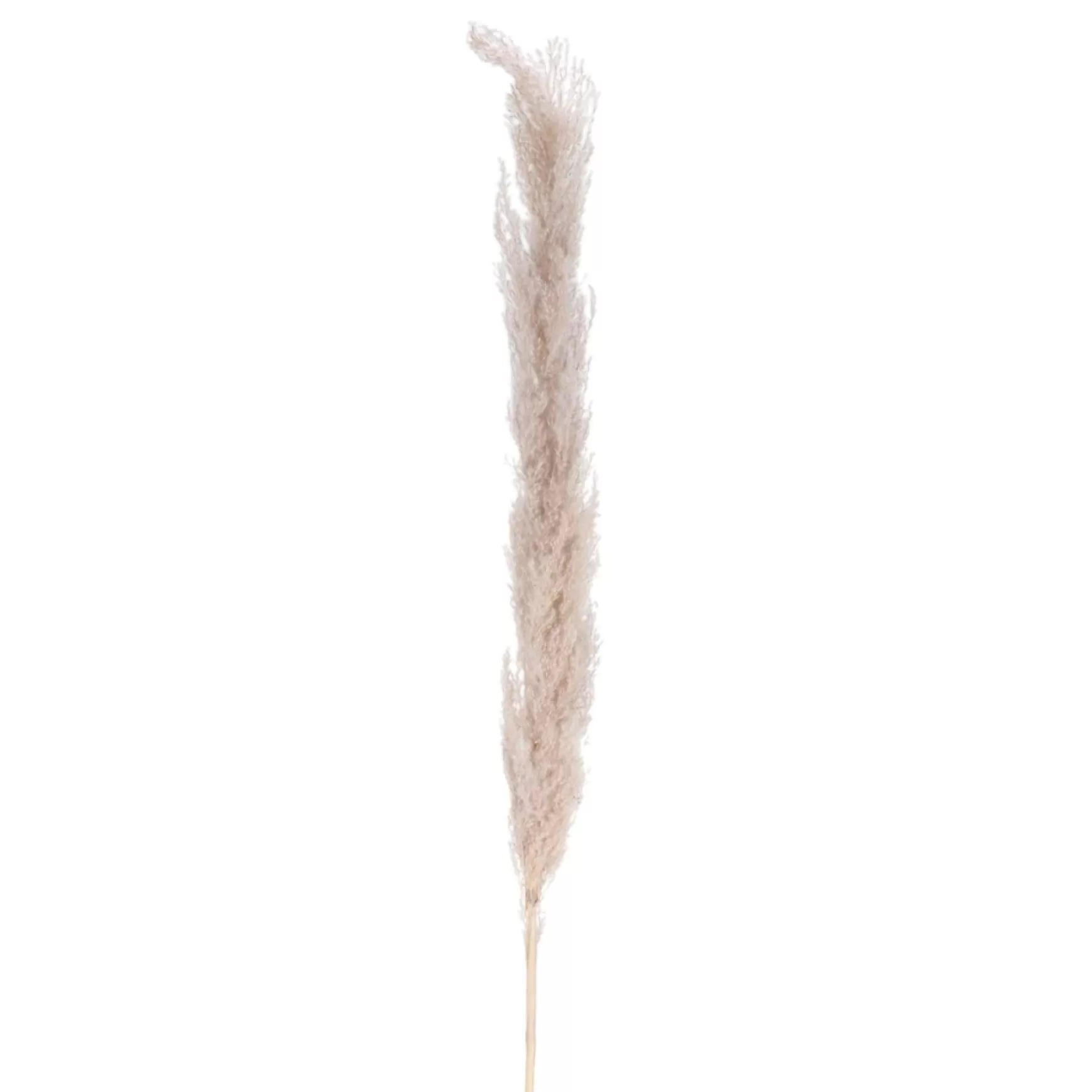 Dried Stems & Flowers*Attitudes Import 2 Pampa Stem - Natural