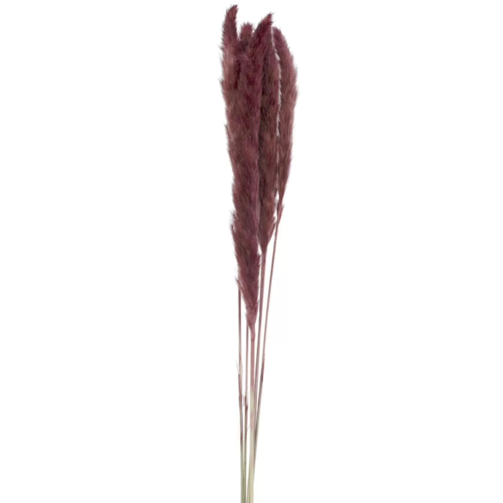 Dried Stems & Flowers*Attitudes Import 2 Pampas Set - Burgundy