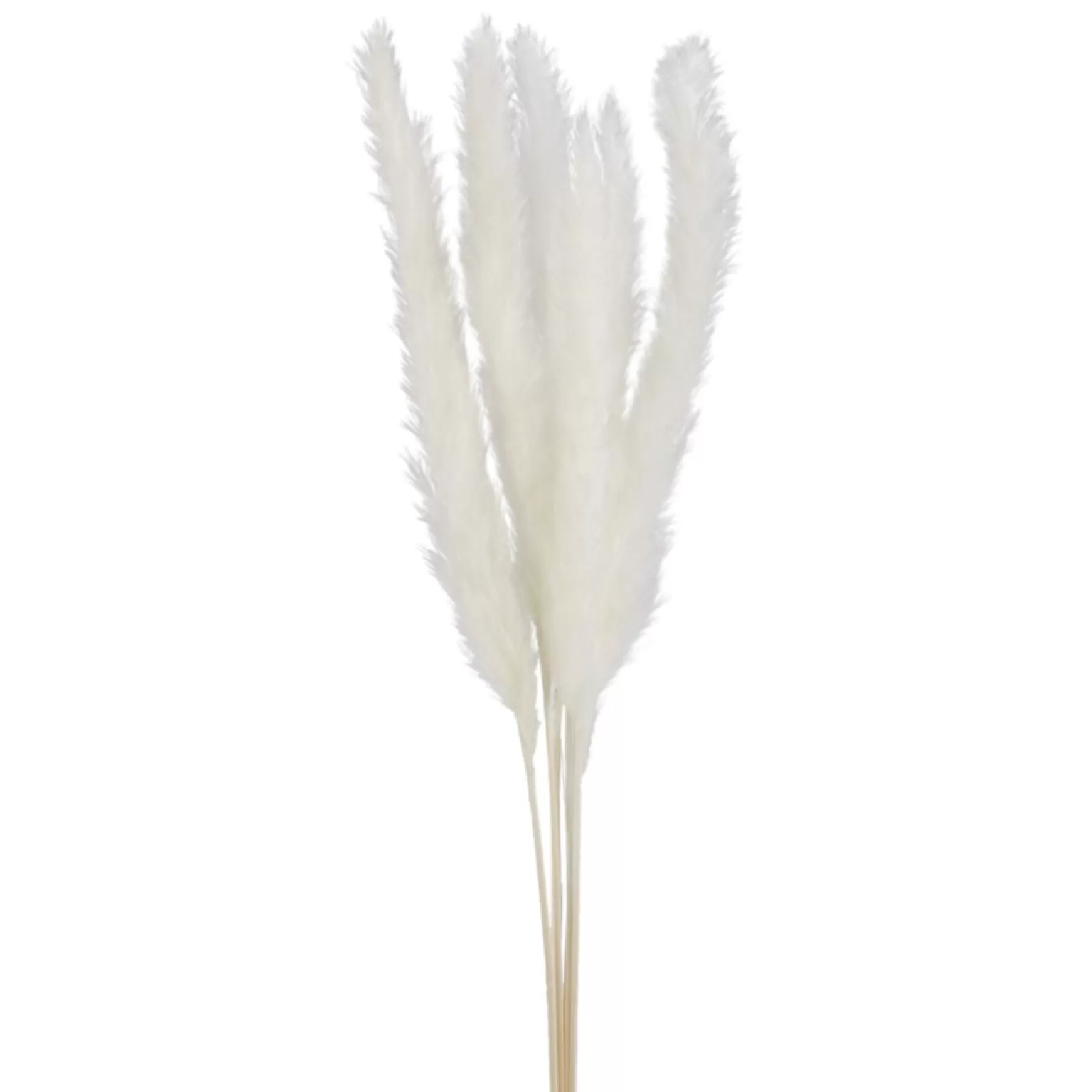 Dried Stems & Flowers*Attitudes Import 2 Pampas Set - Cream