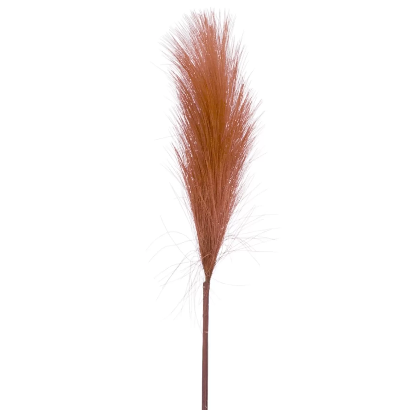 Dried Stems & Flowers*Attitudes Import 2 Pampas Stem - Rusty