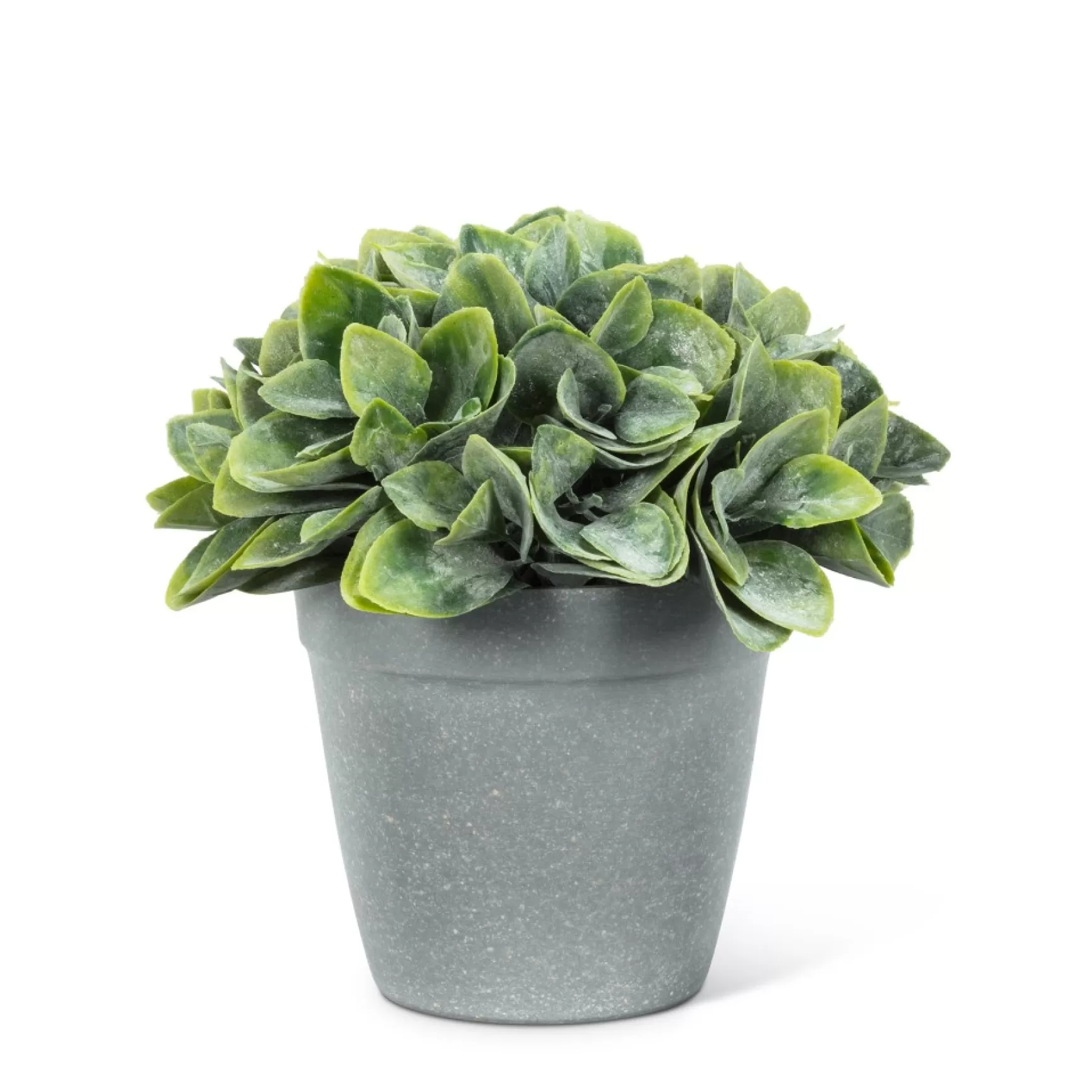 Arrangements*Abbott Philodendron Cement Pot