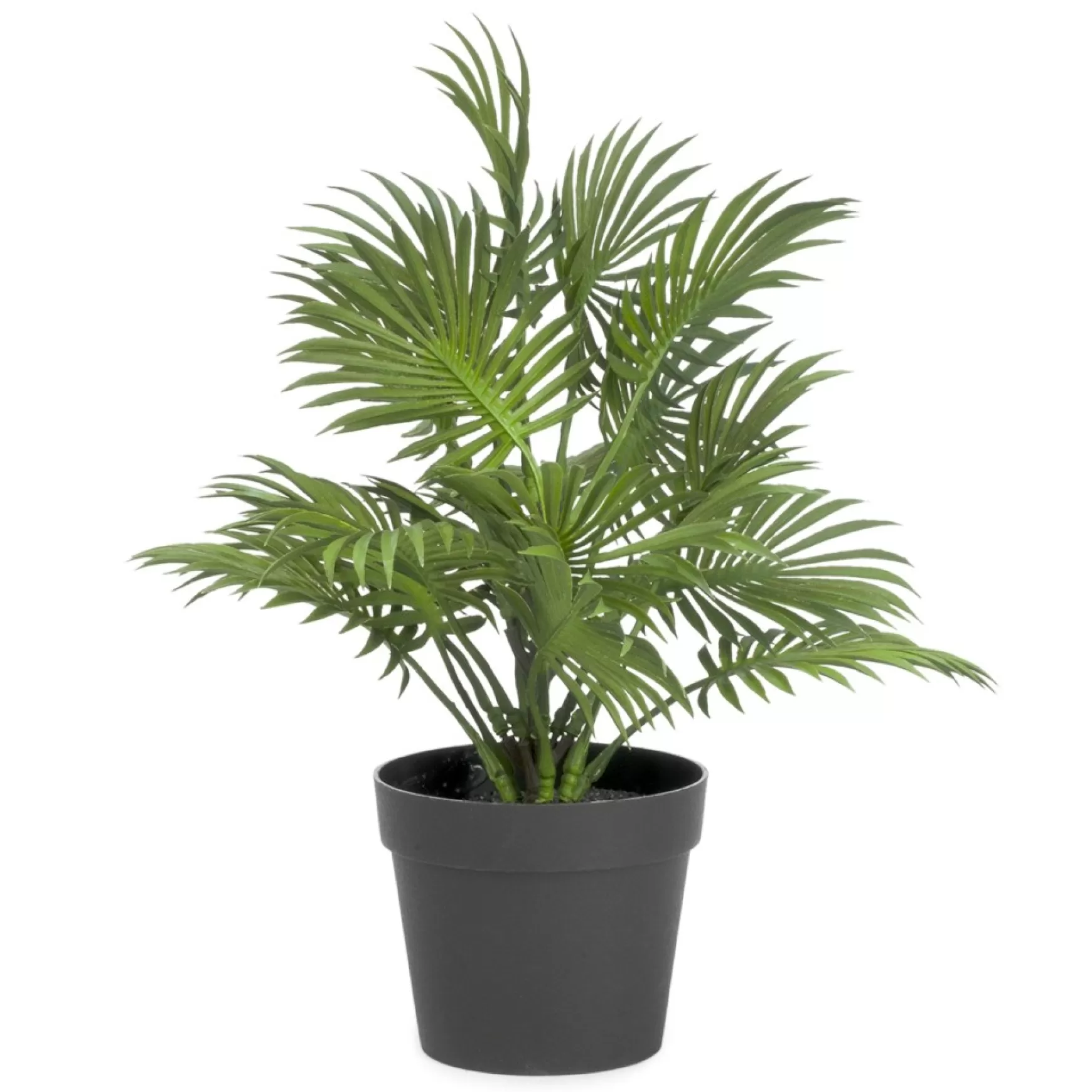 Arrangements*Attitudes Import Plant In Black Pot