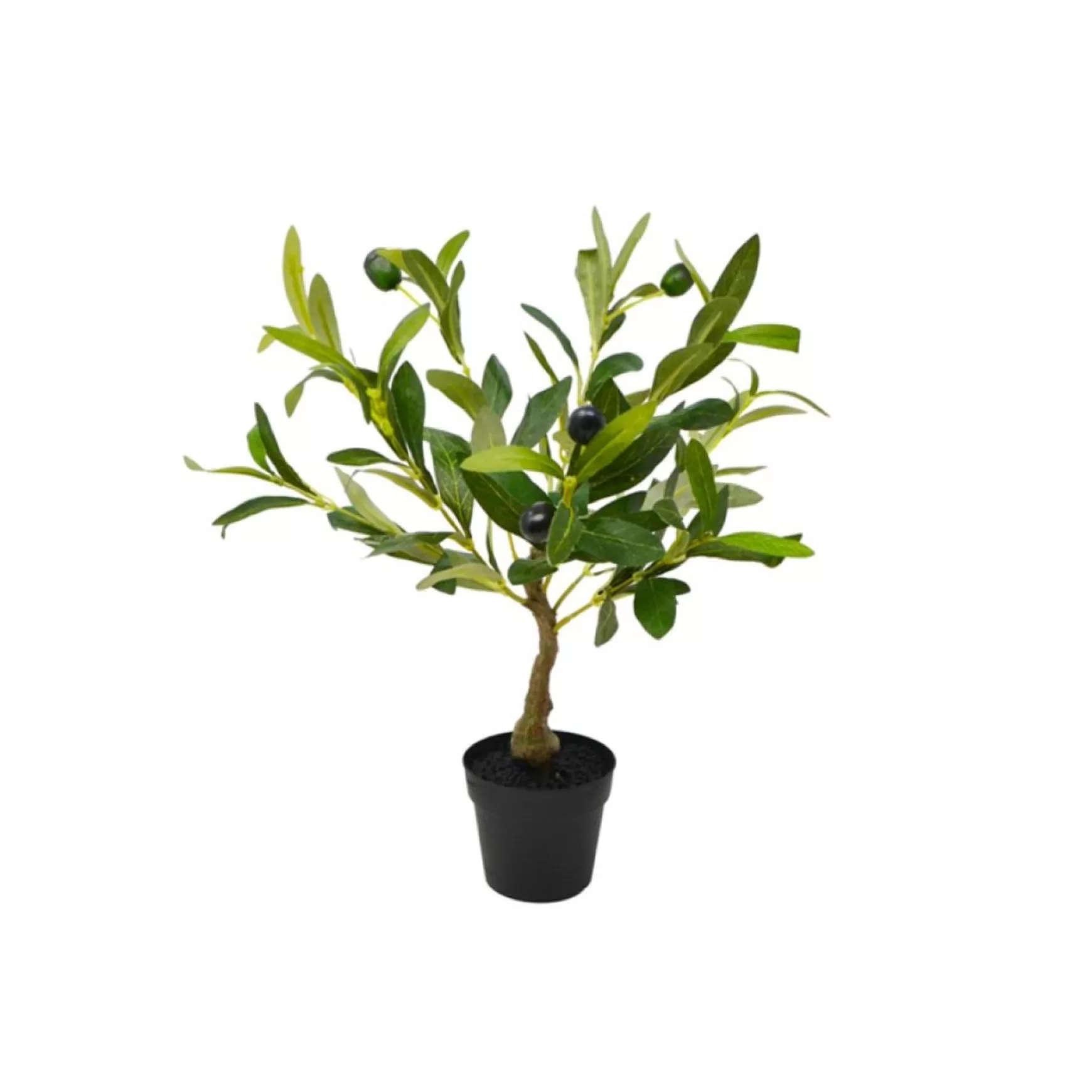 Arrangements*Nostalgia Import Potted Olive Tree - Black