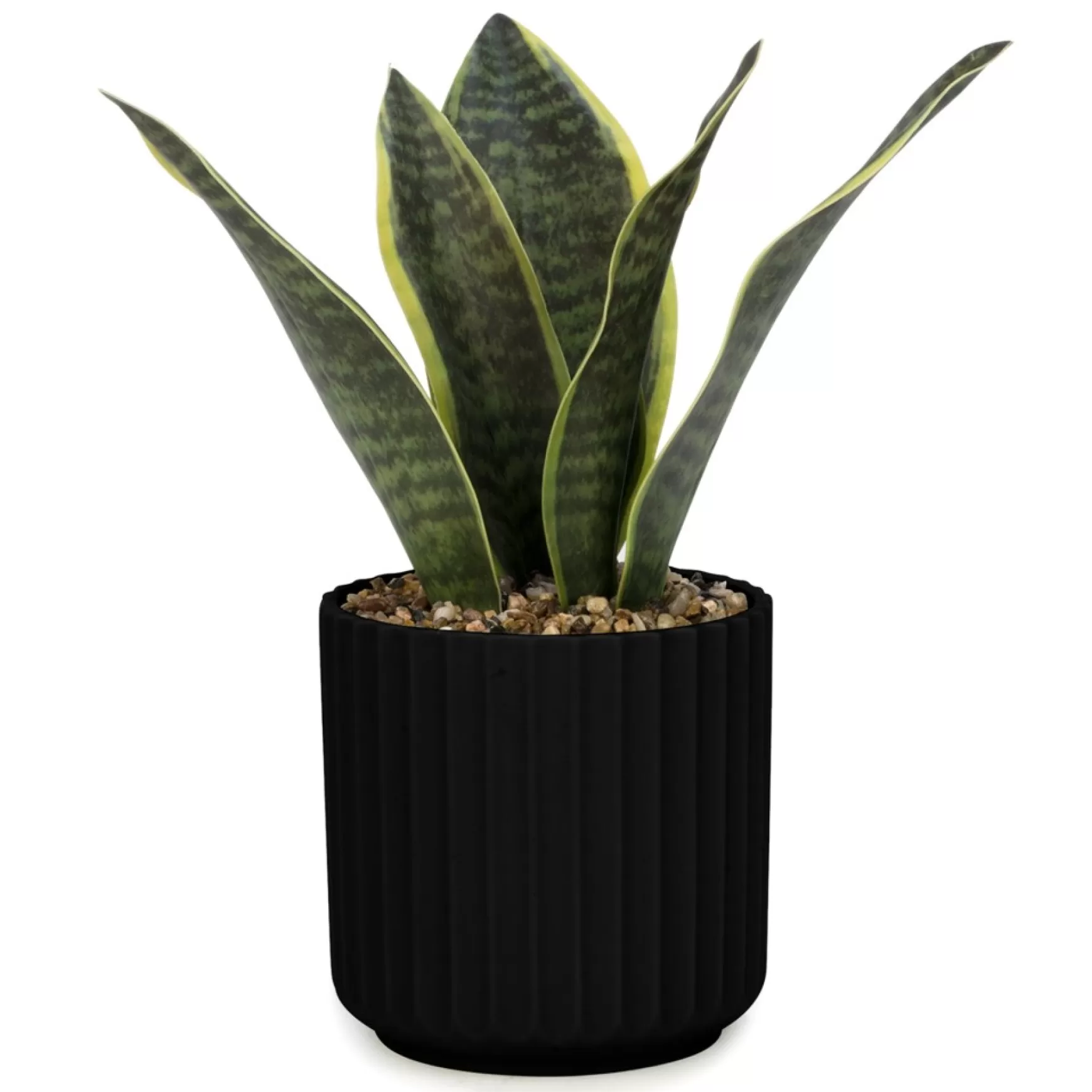Arrangements*Attitudes Import 2 Sansevieria - Black Pot