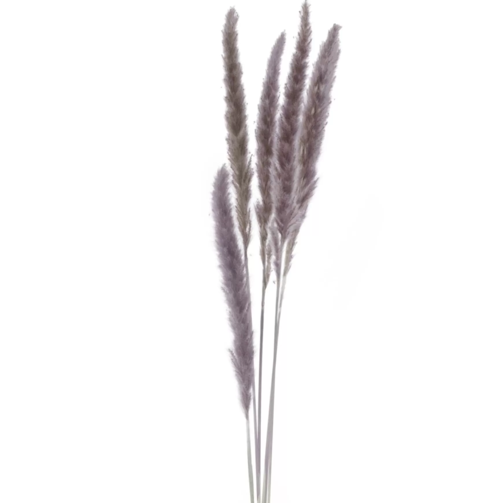 Dried Stems & Flowers*Attitudes Import 2 Set Of 6 Feather Stems - Taupe
