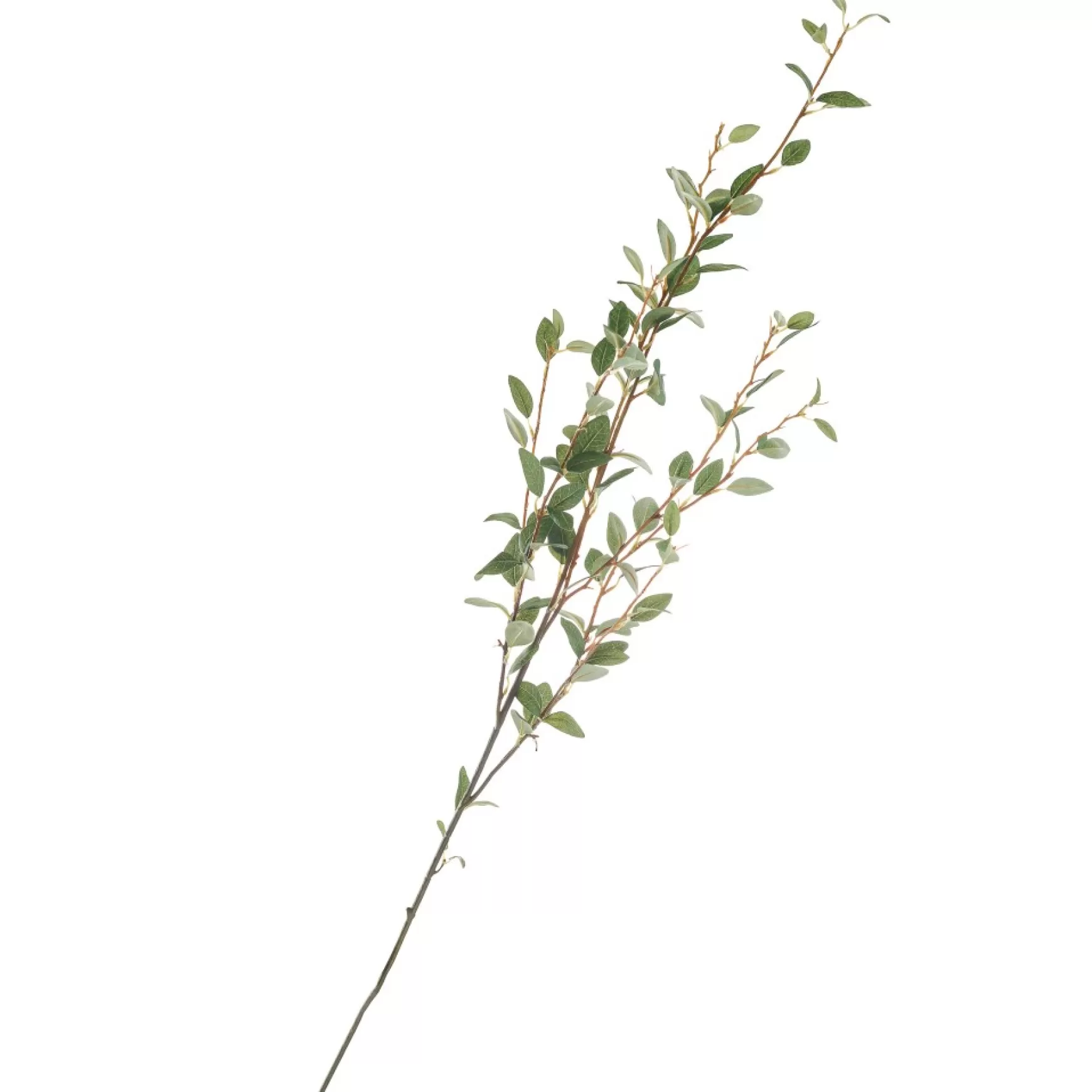 Dried Stems & Flowers*Group ADV Stem Leaf Branch