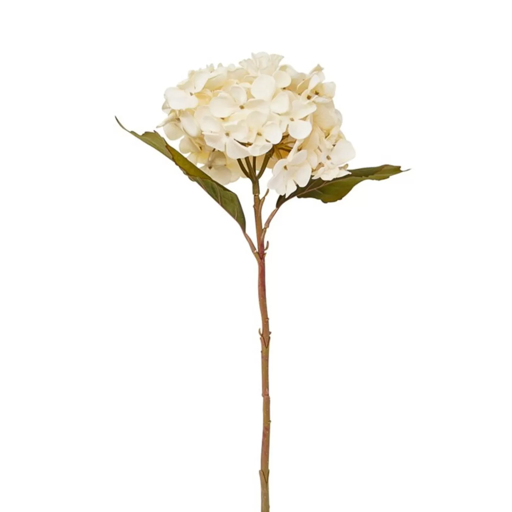 Dried Stems & Flowers*Nostalgia Import Stem Of White Flower