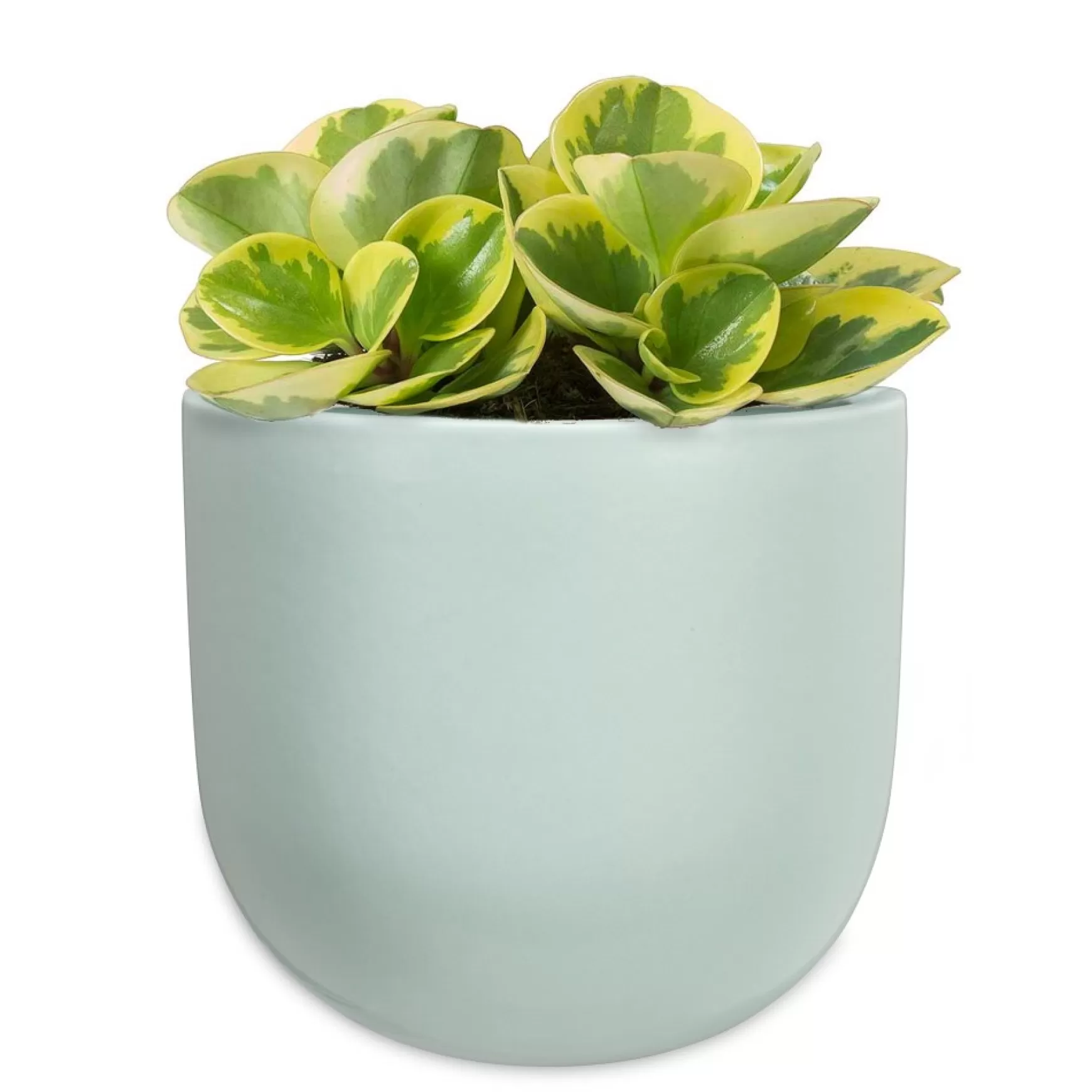 Planters*Abbott Wall Vase - Mint Green
