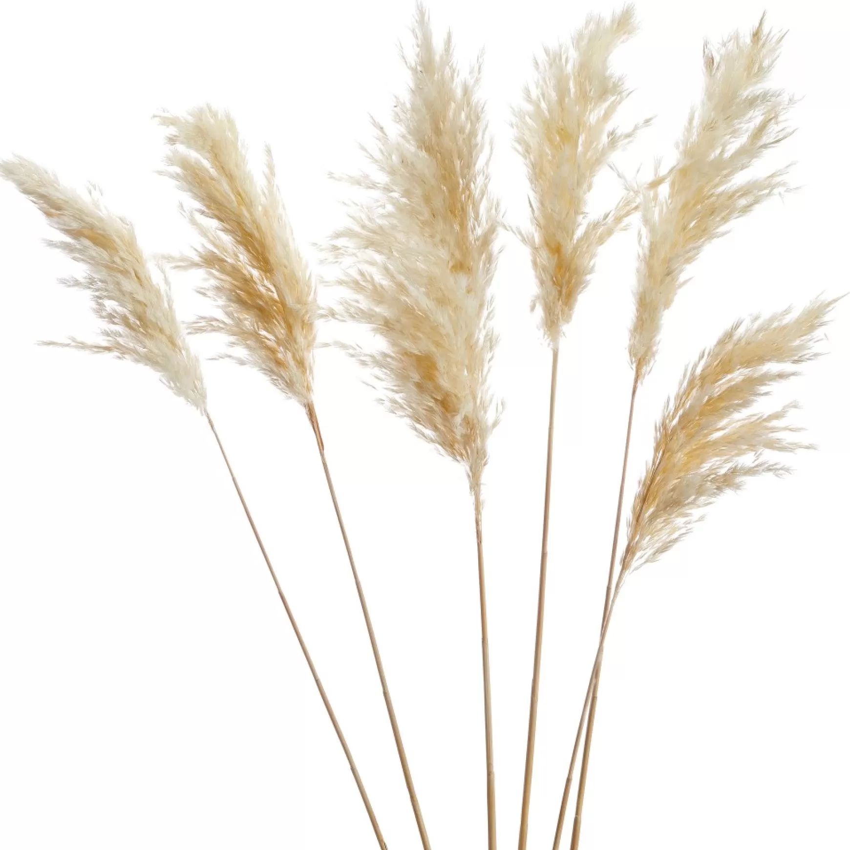 Dried Stems & Flowers*Gift Craft White Pampas Steams - 28"